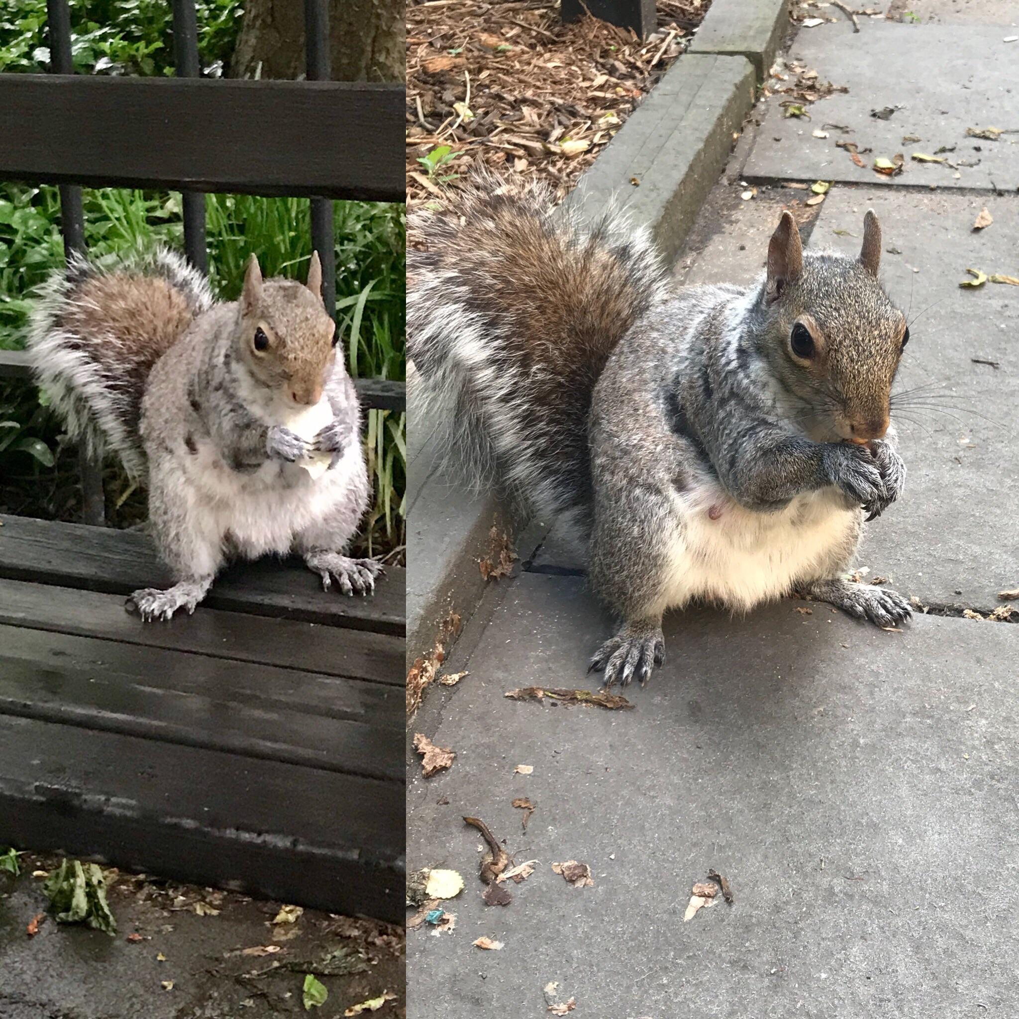 Saw this sweetheart in the park. She was very friendly and clearly