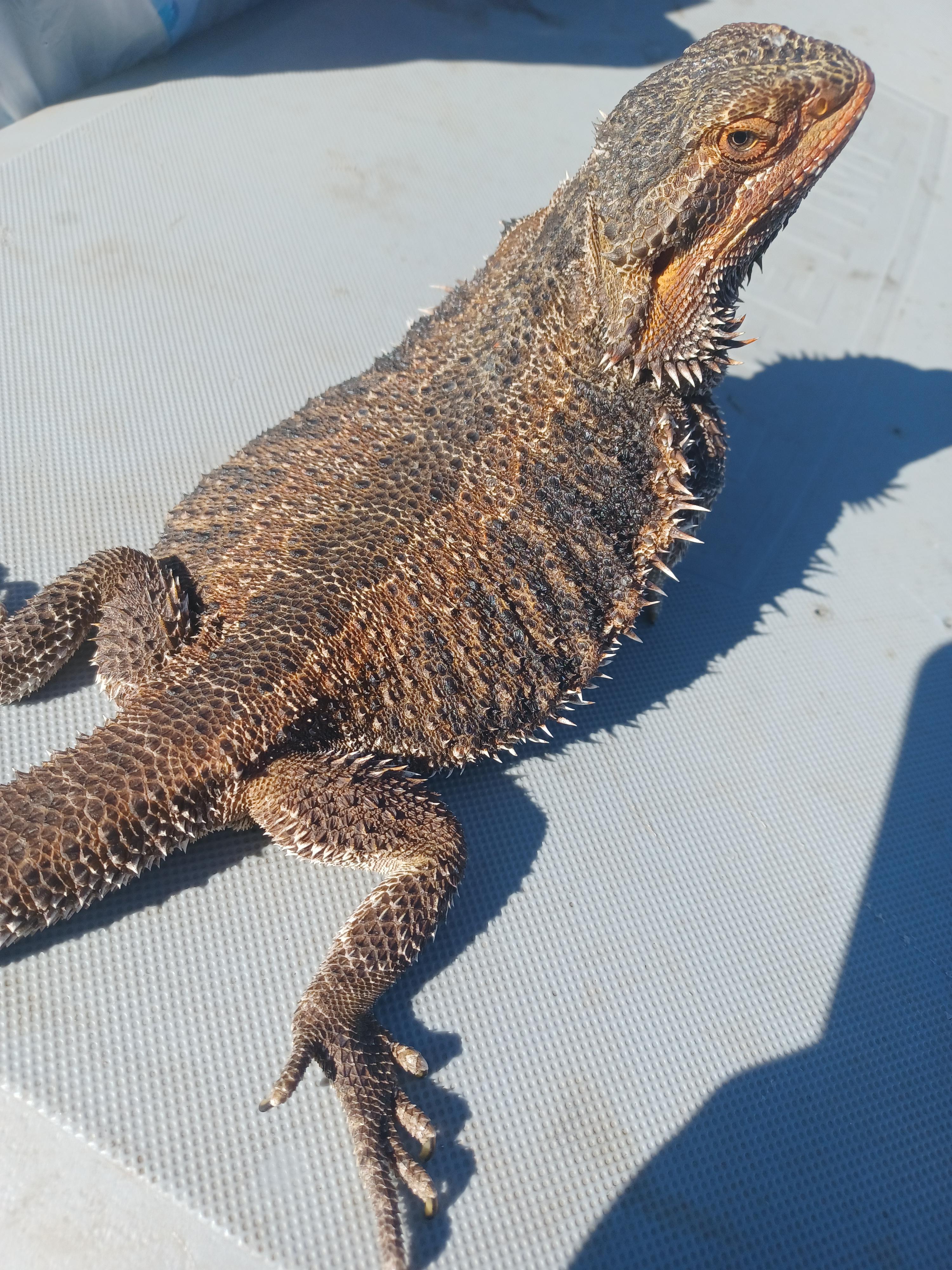 Finally, delicious good pancake. BeardedDragon