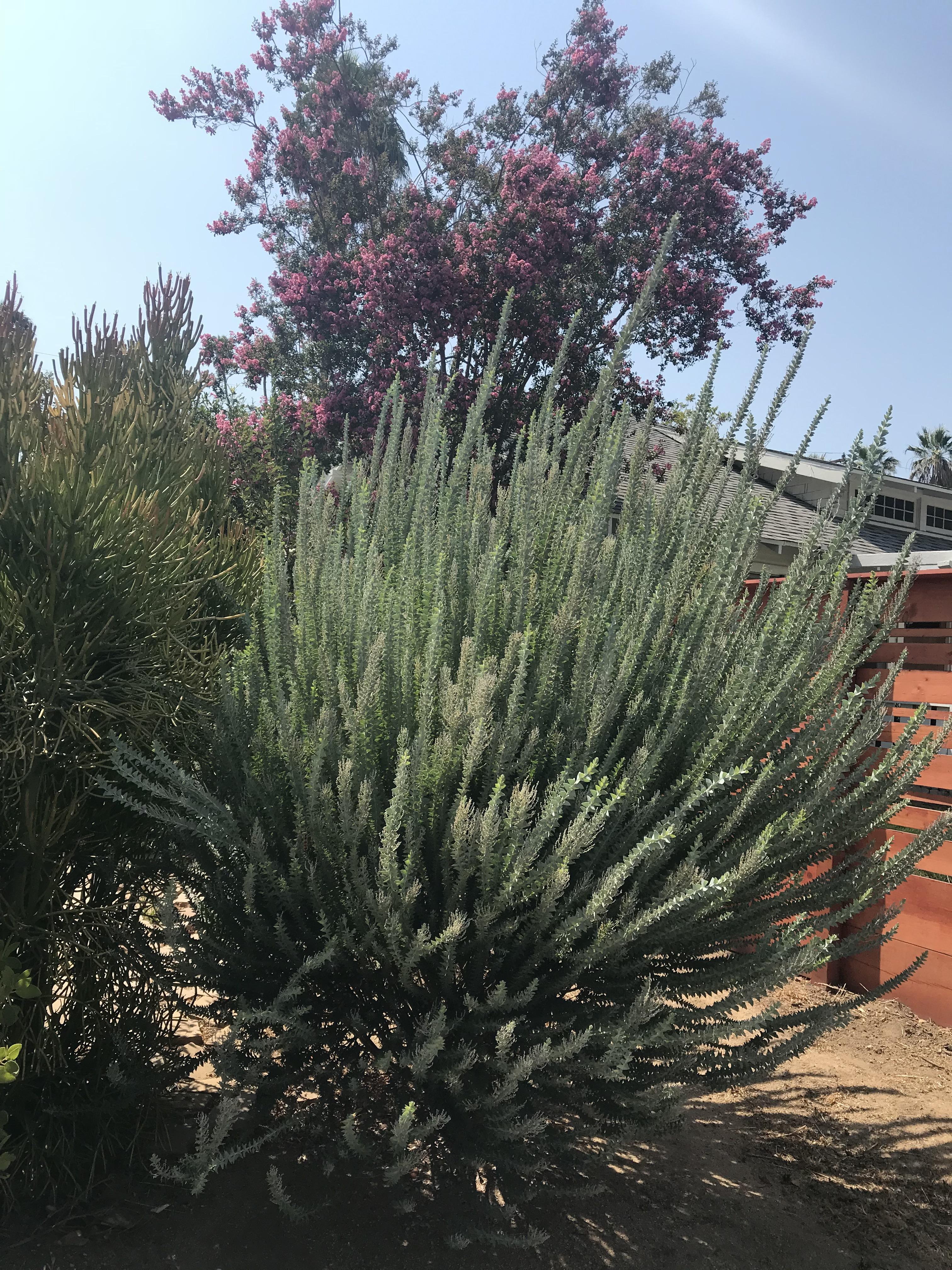 What is this shrub? Located in Los Angeles (zone 10a). Close up pic in