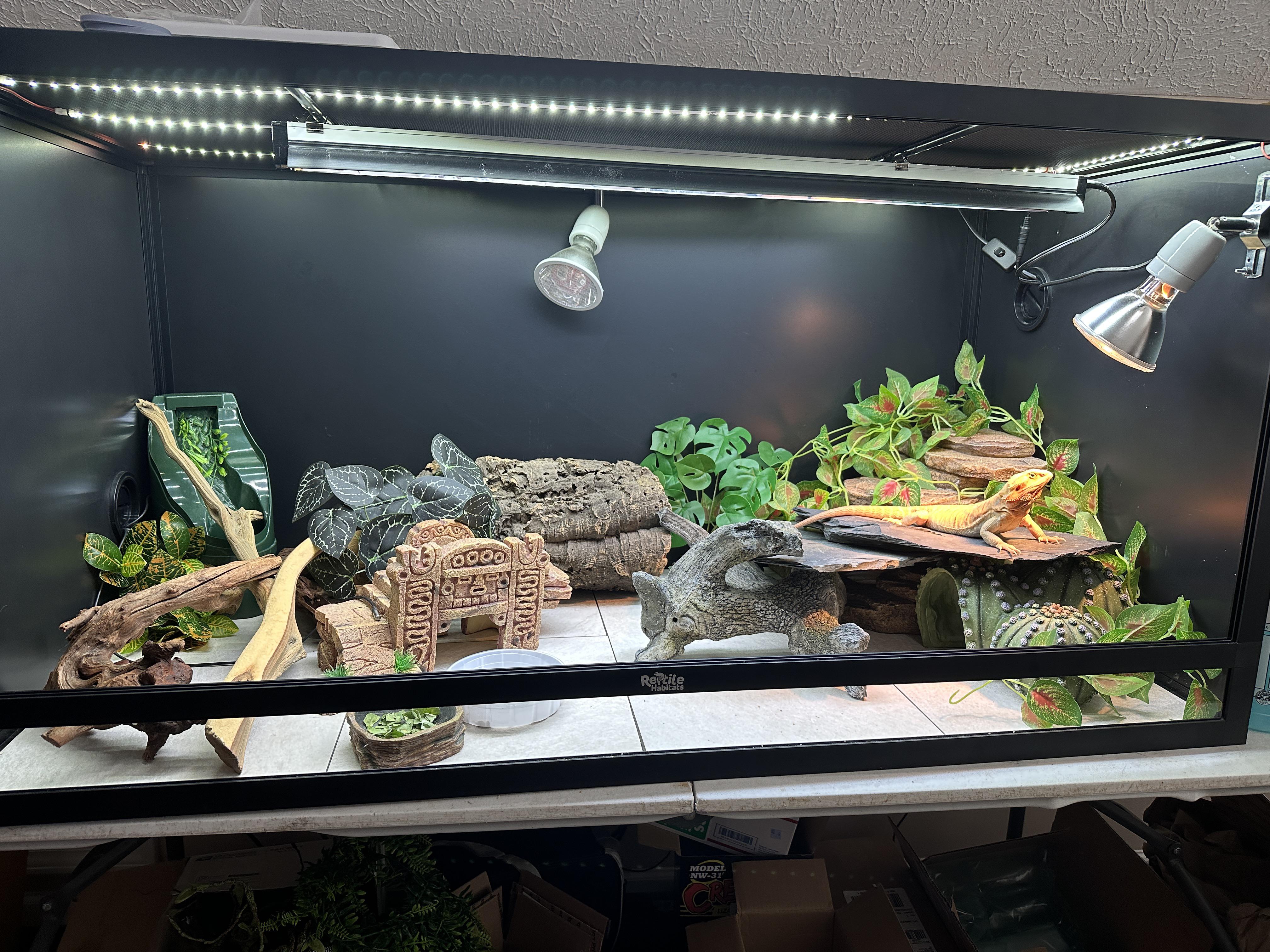 Ama finished her coccidia treatment. After steam cleaning every inch of