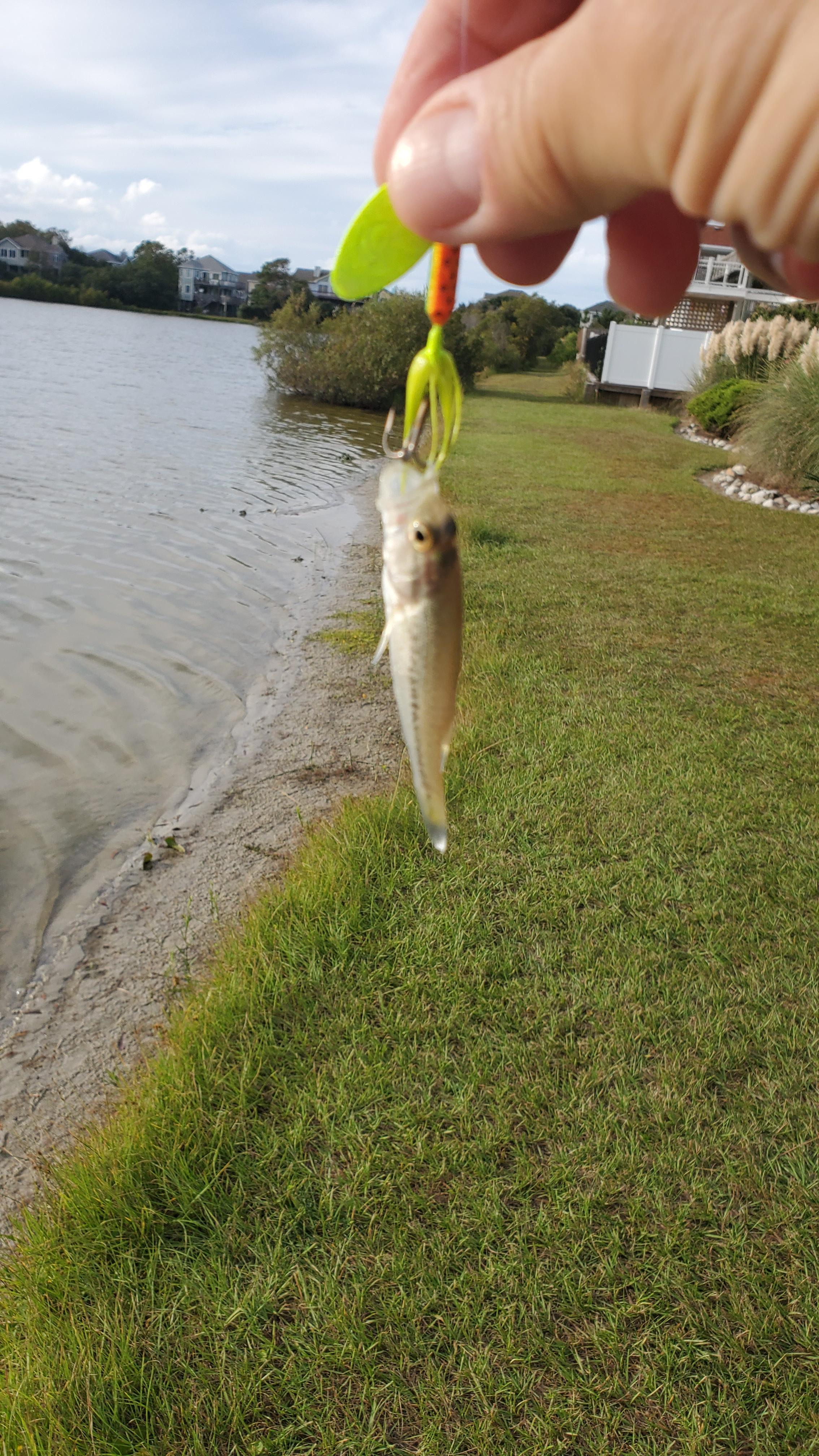 Presenting the world's smallest large mouth bass. Can't wait to come