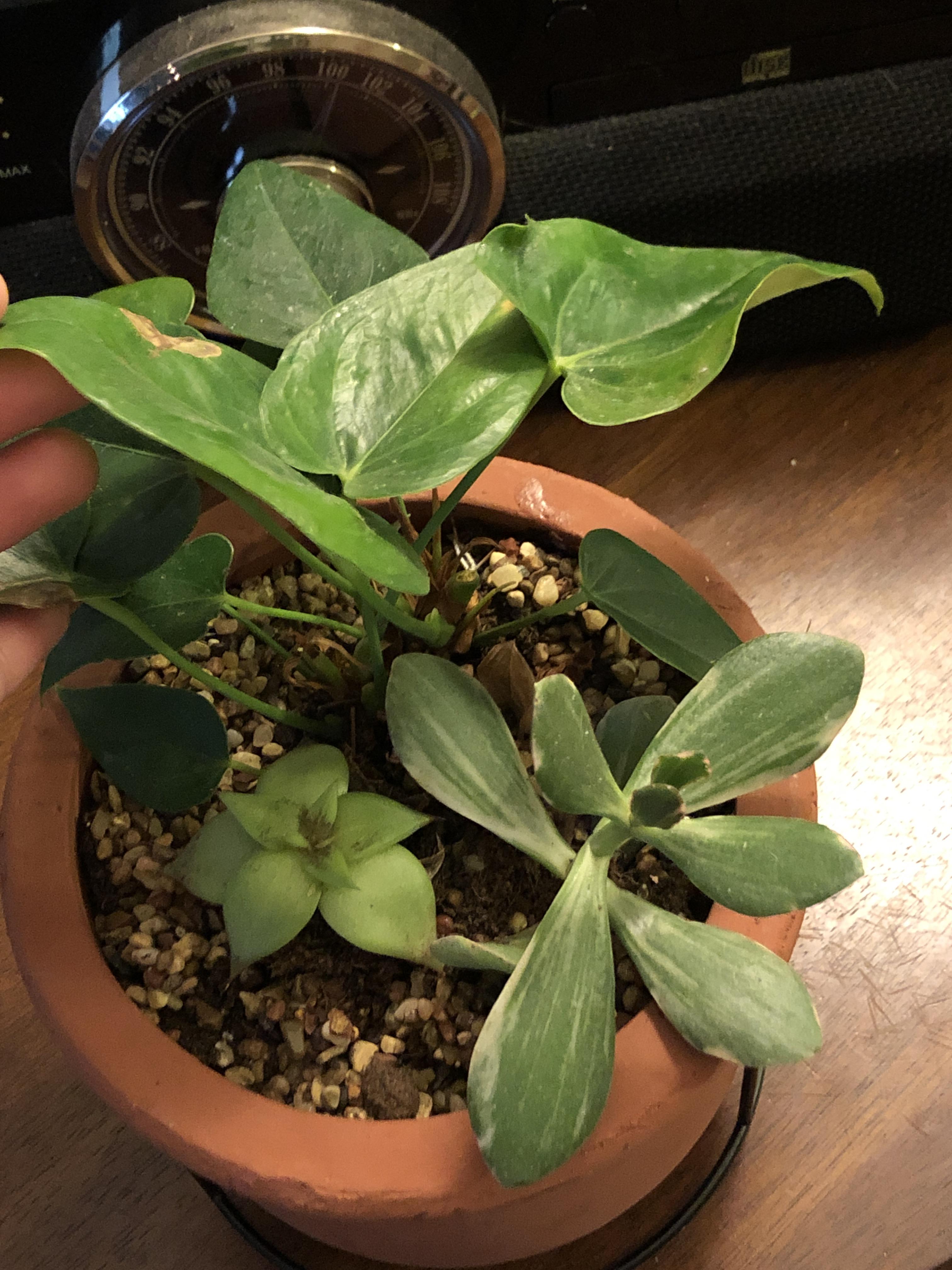 Can anyone identify these succulents/plant? succulents