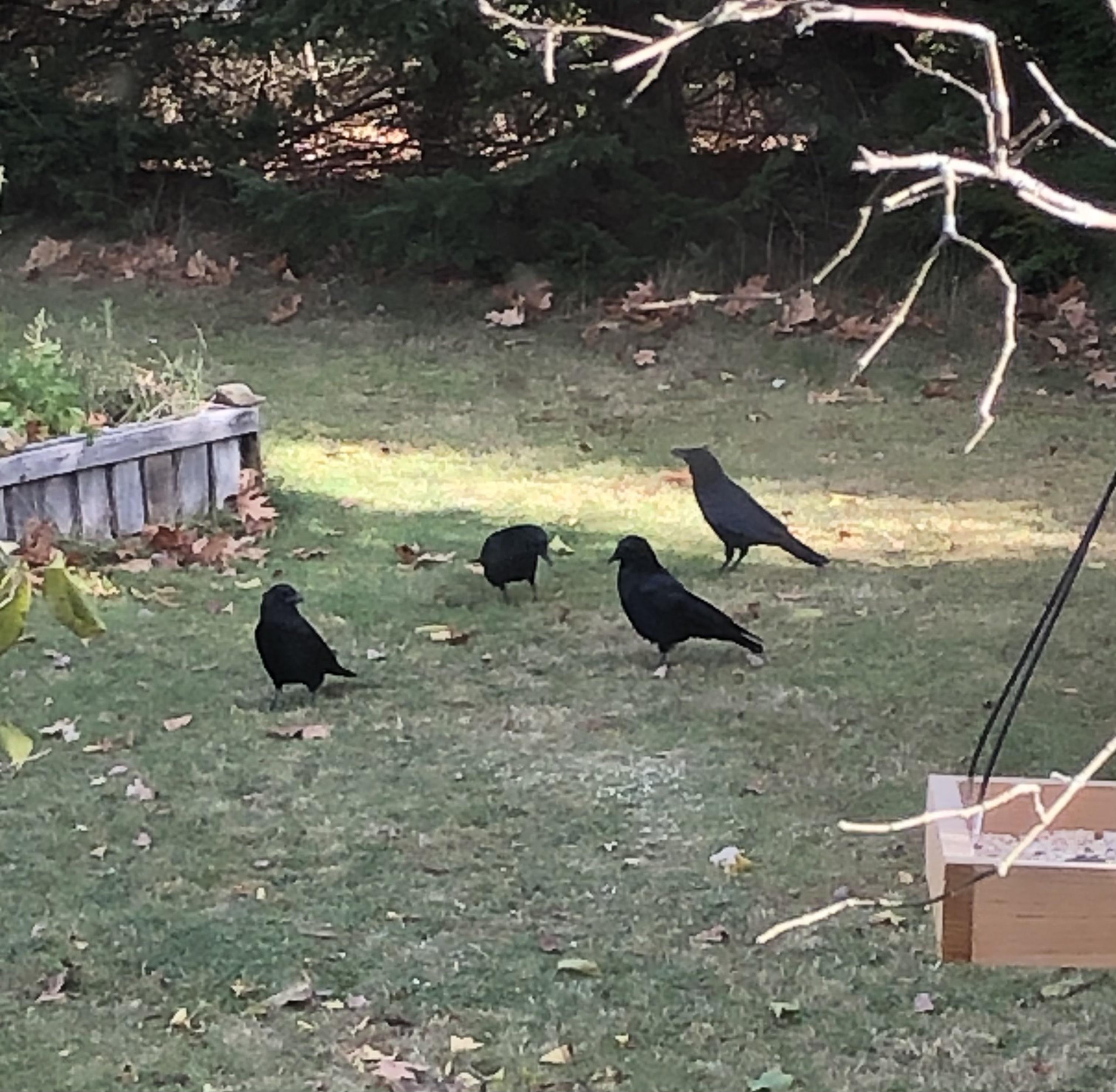 Crows eating cracked corn we put out for the pheasants. r/crowbro