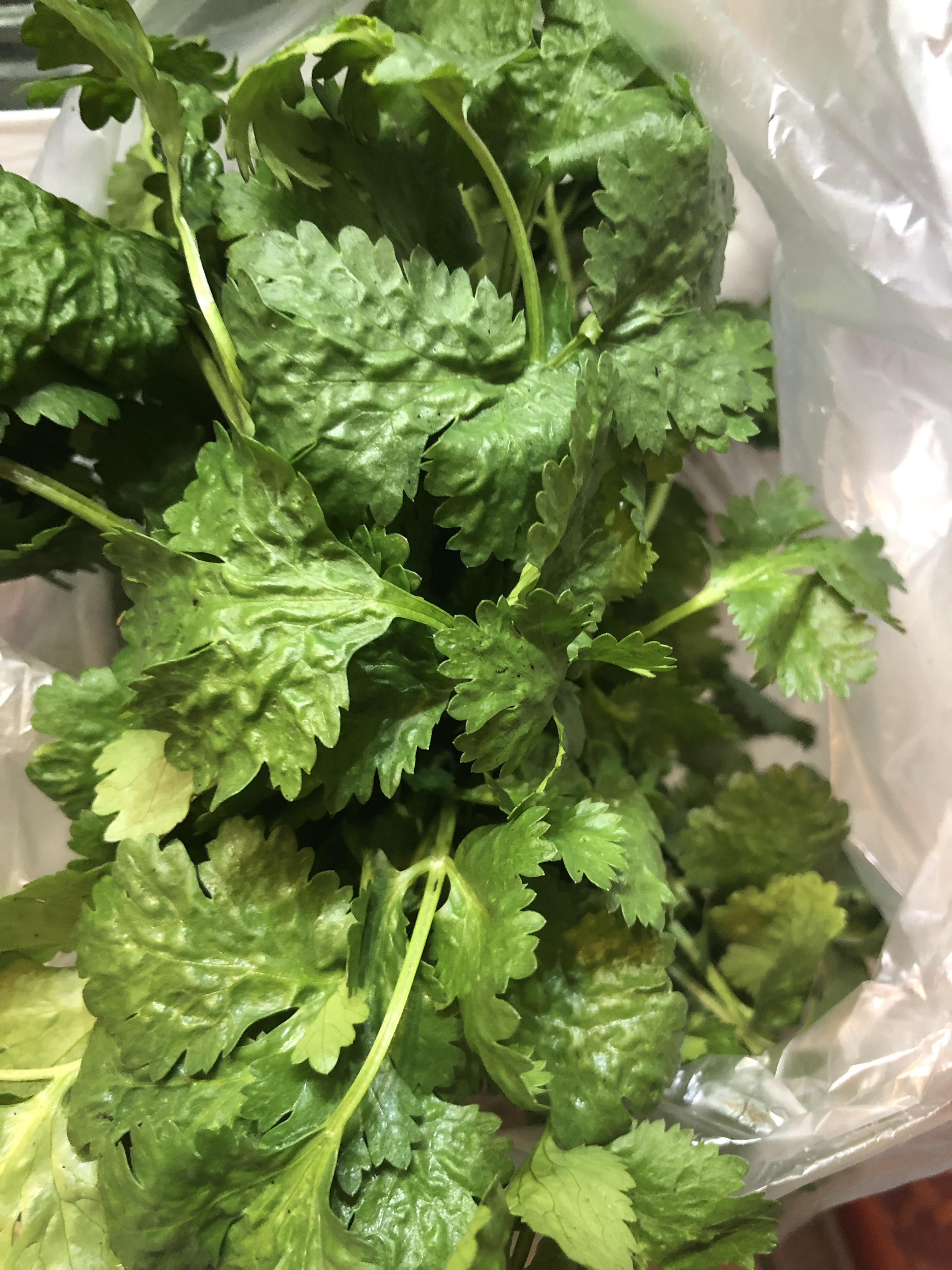 Any reason why my cilantro is so crinkly like this? Is it still edible