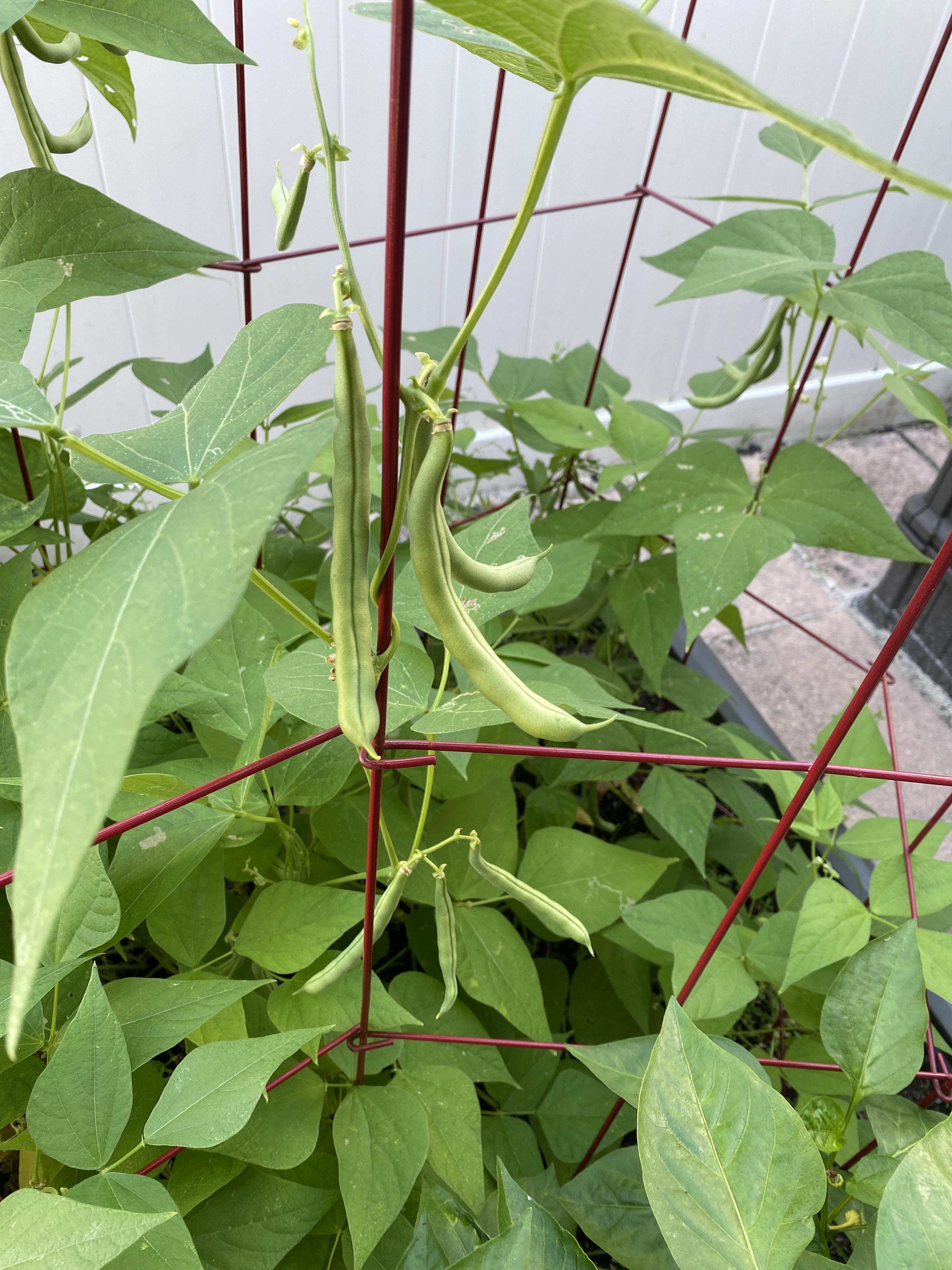 First time growing (bush) green beans. Anyone know if I can leave the