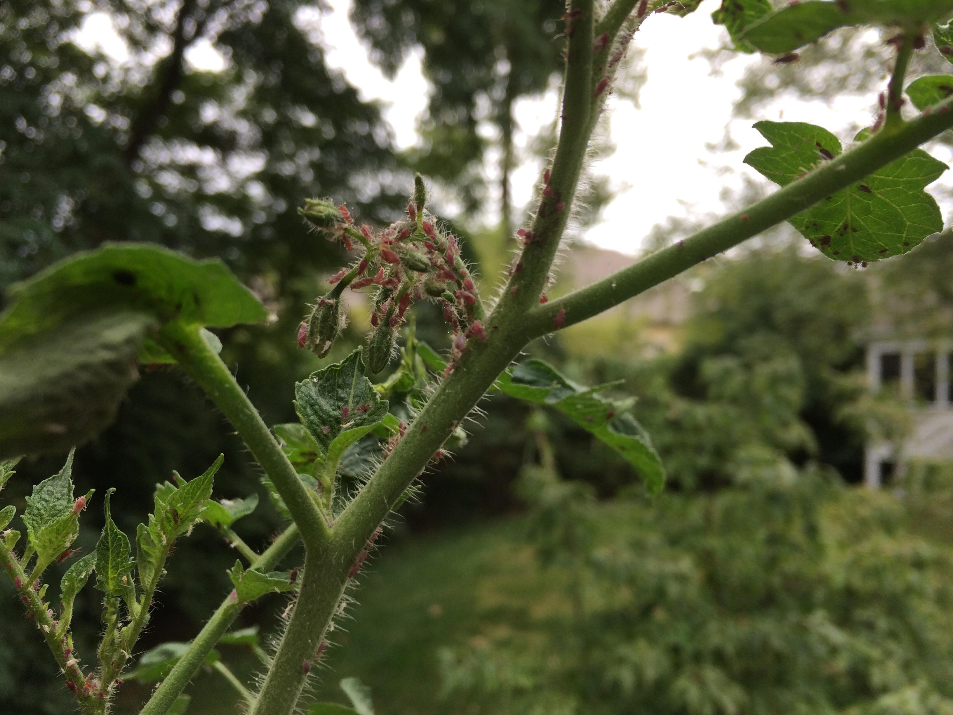 What is eating my tomato plants? r/plantclinic