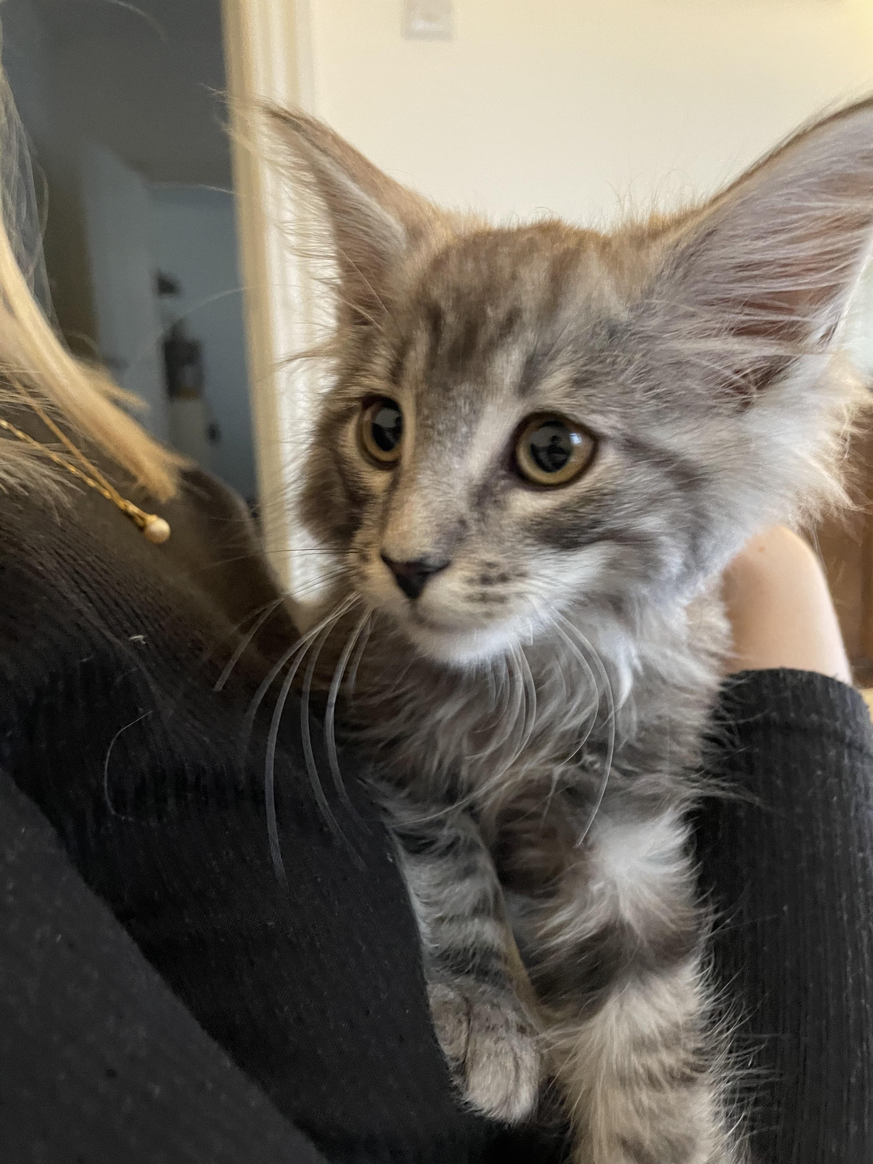 My Maine coon mix is already hard at work in the office mainecoons
