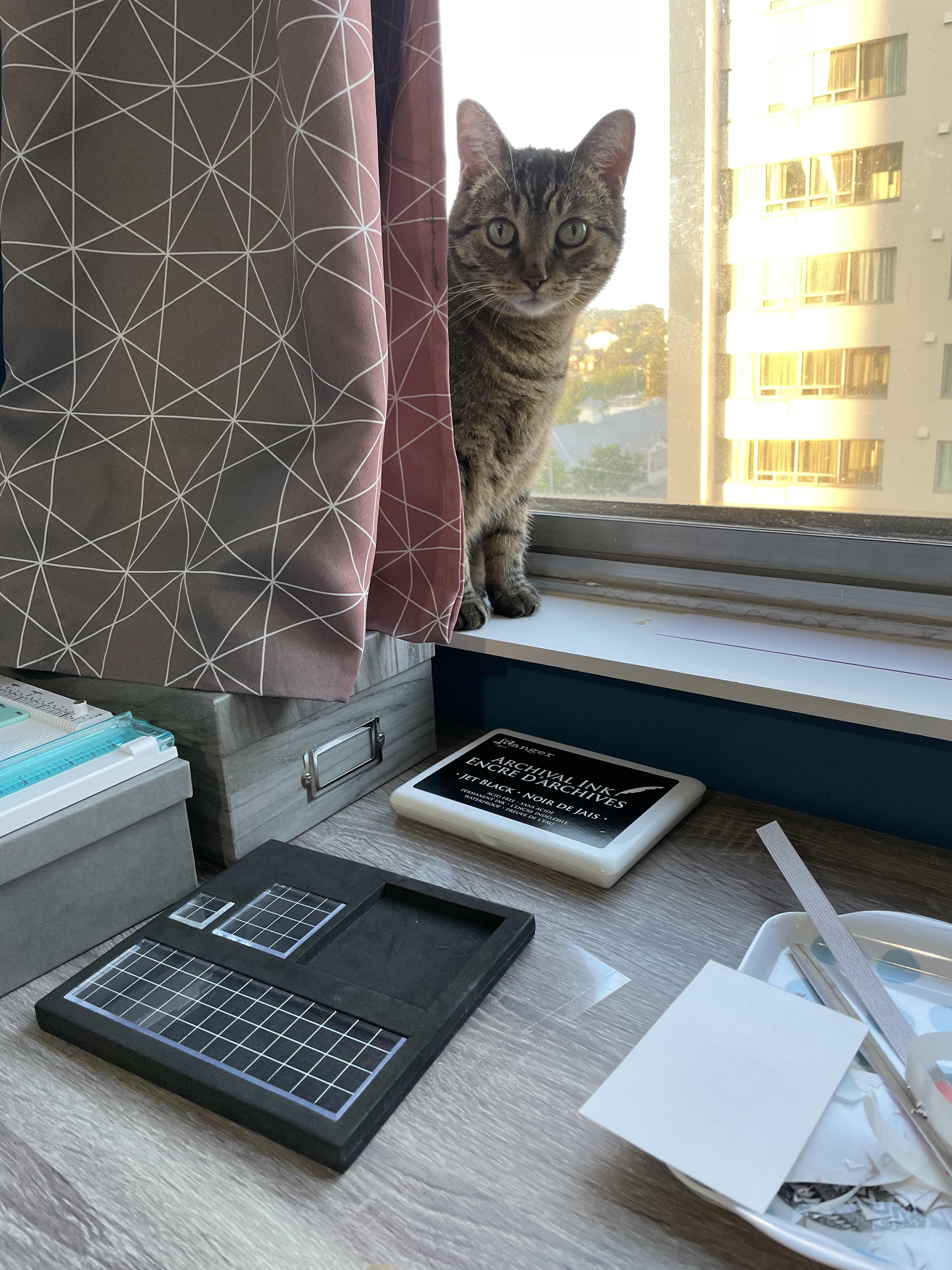 How Long Can I Leave Wet Cat Food Out For Store