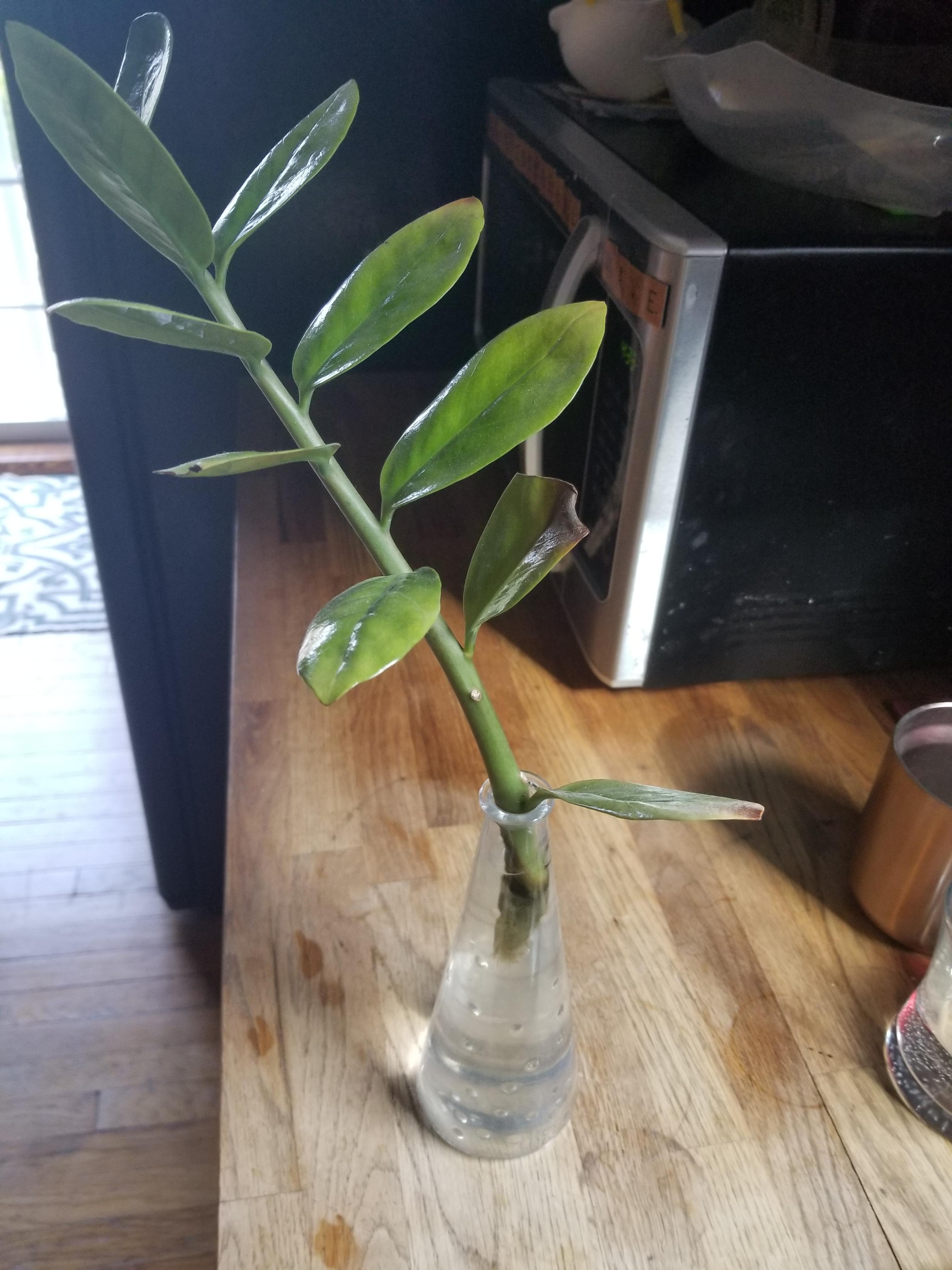 How to save ZZ Plant stem? r/plantclinic