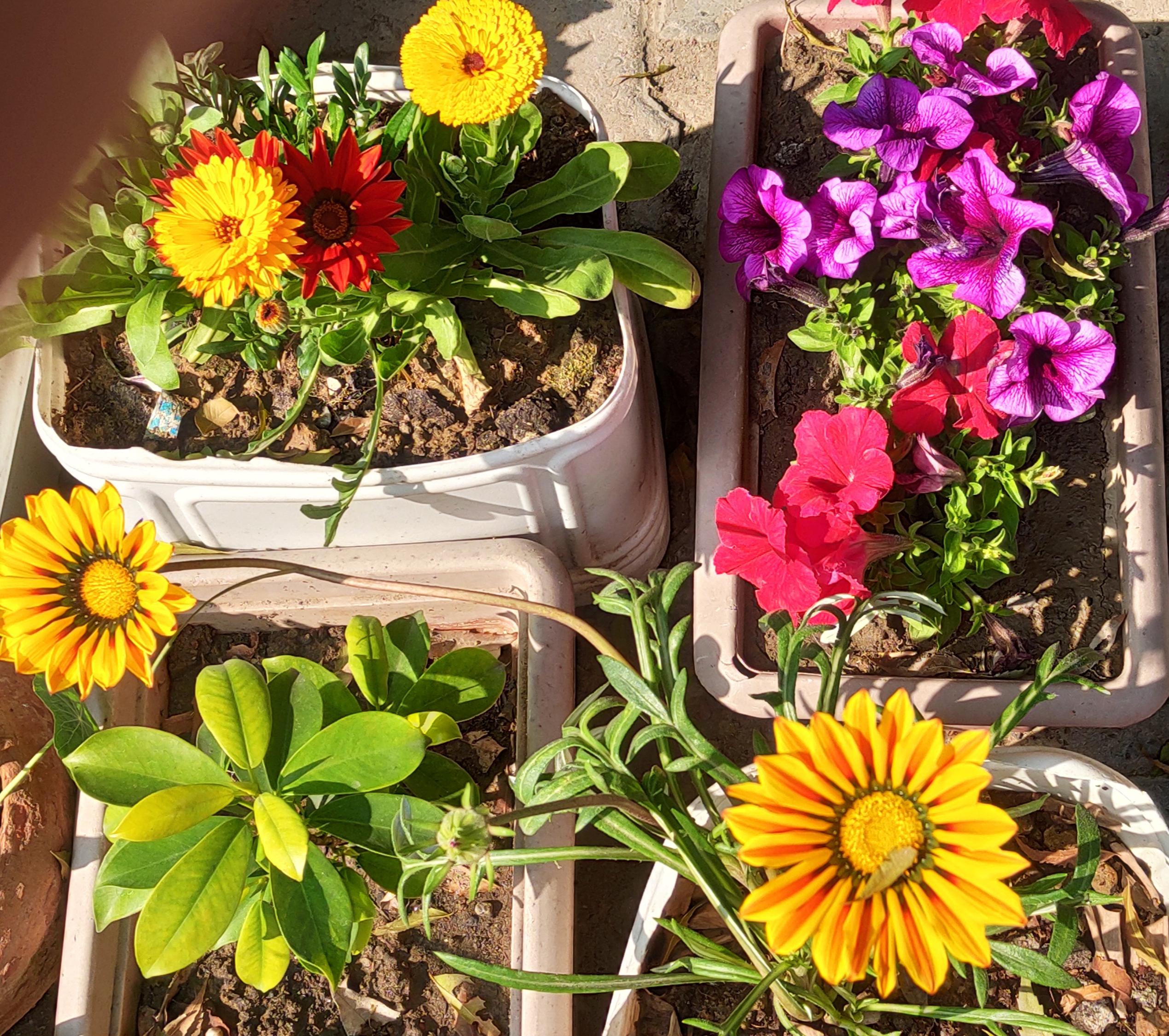 Flower plants near Akshardham for Rs.10. Yes it's flowering season, and