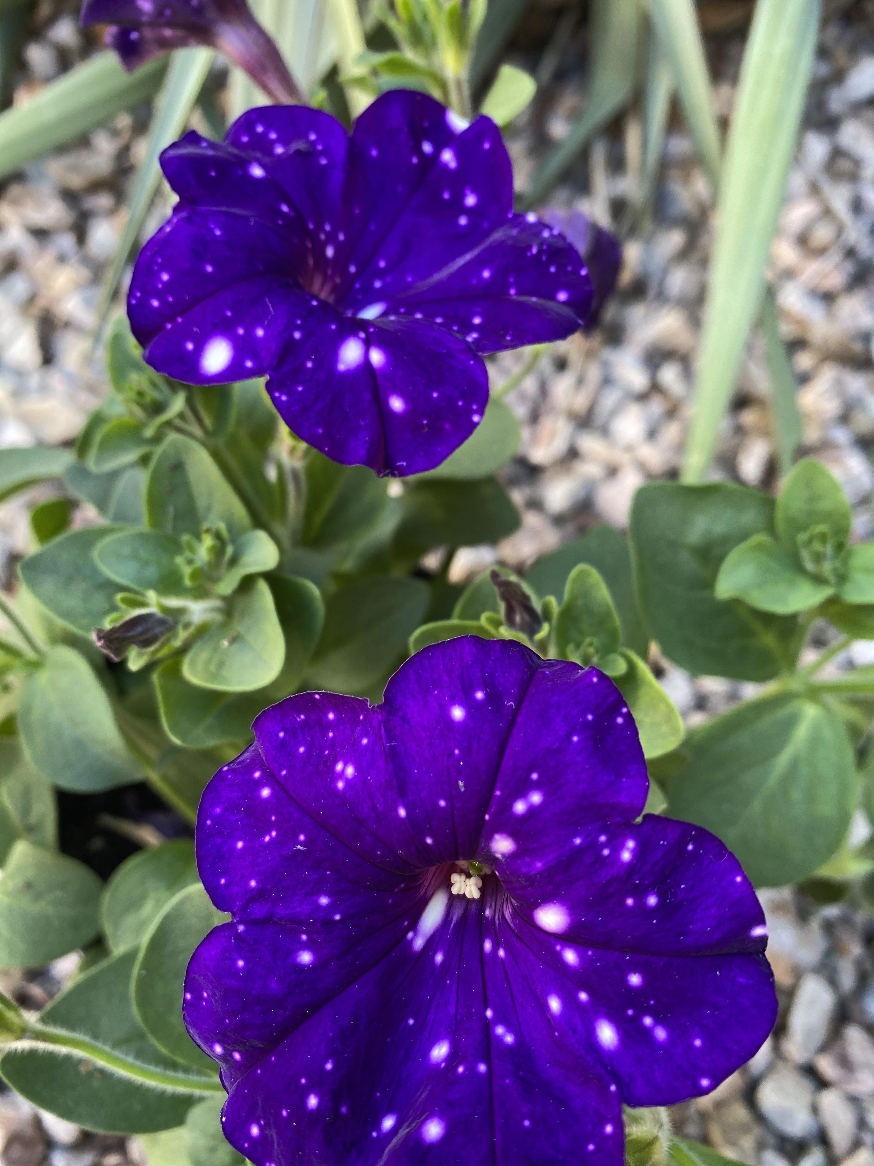 I love my night sky petunias. r/gardening