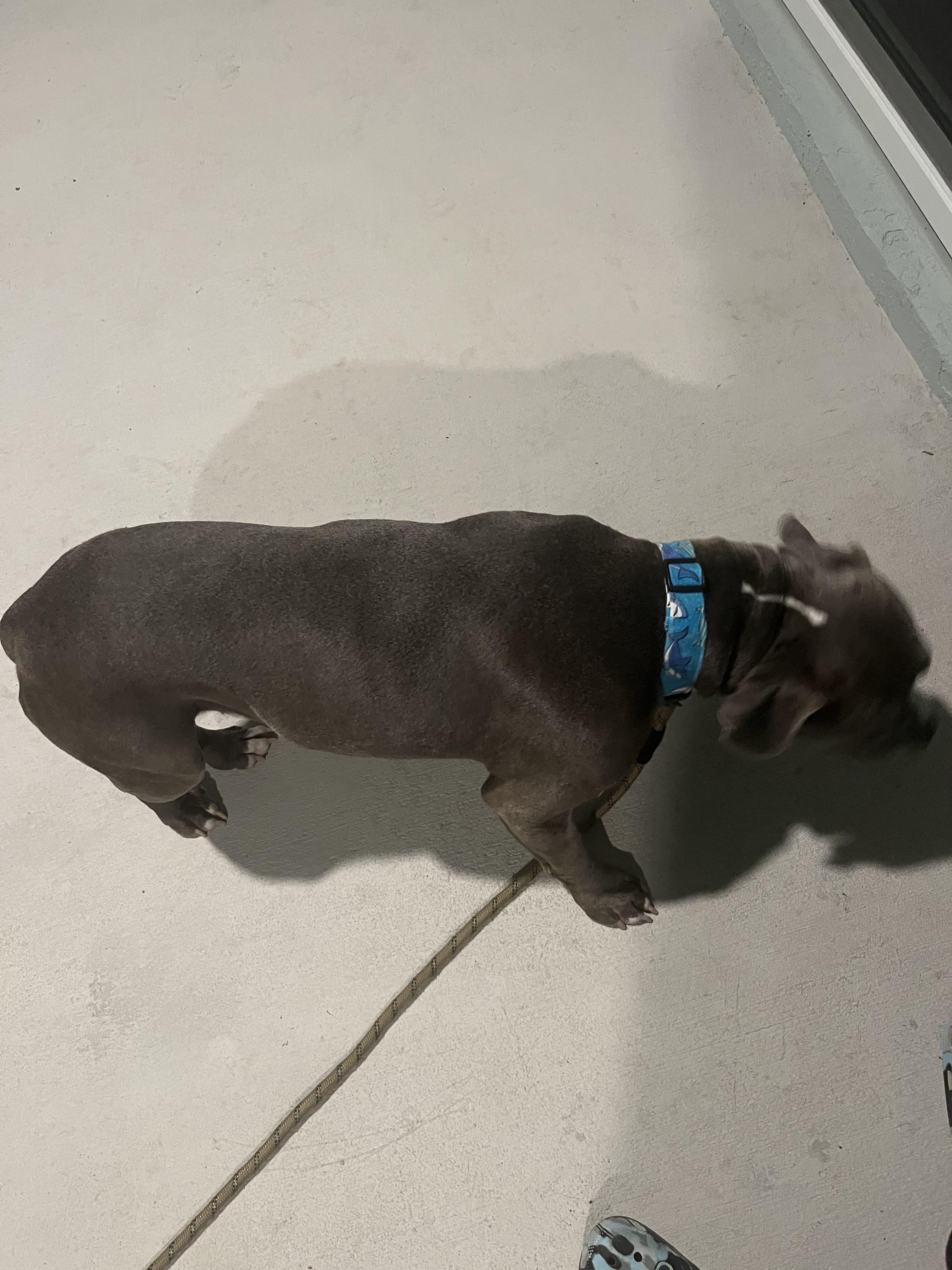 How to get my dog to gain weight? r/PetAdvice