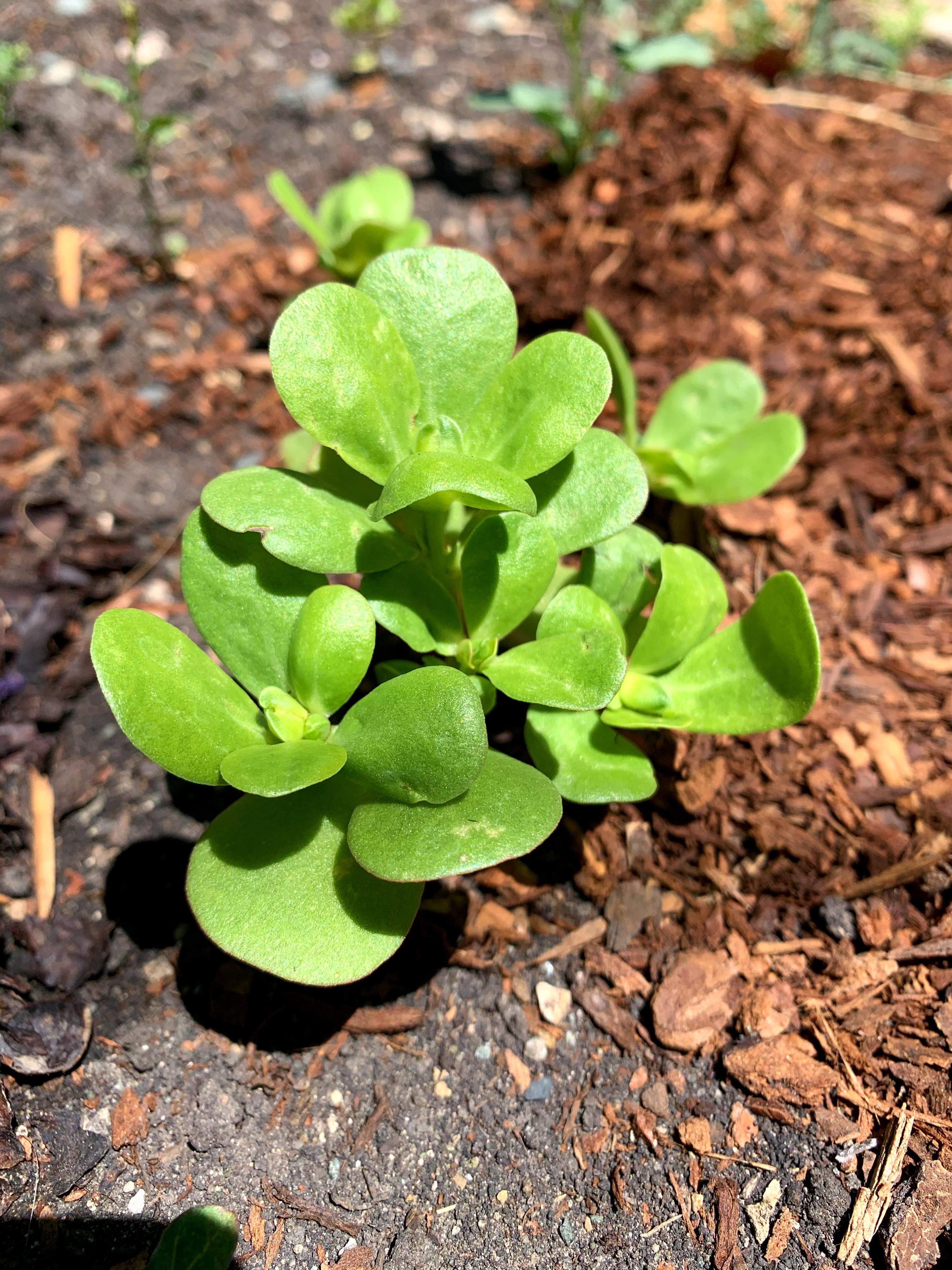 Purslane has the highest level of omega 3 compared to any leafy green