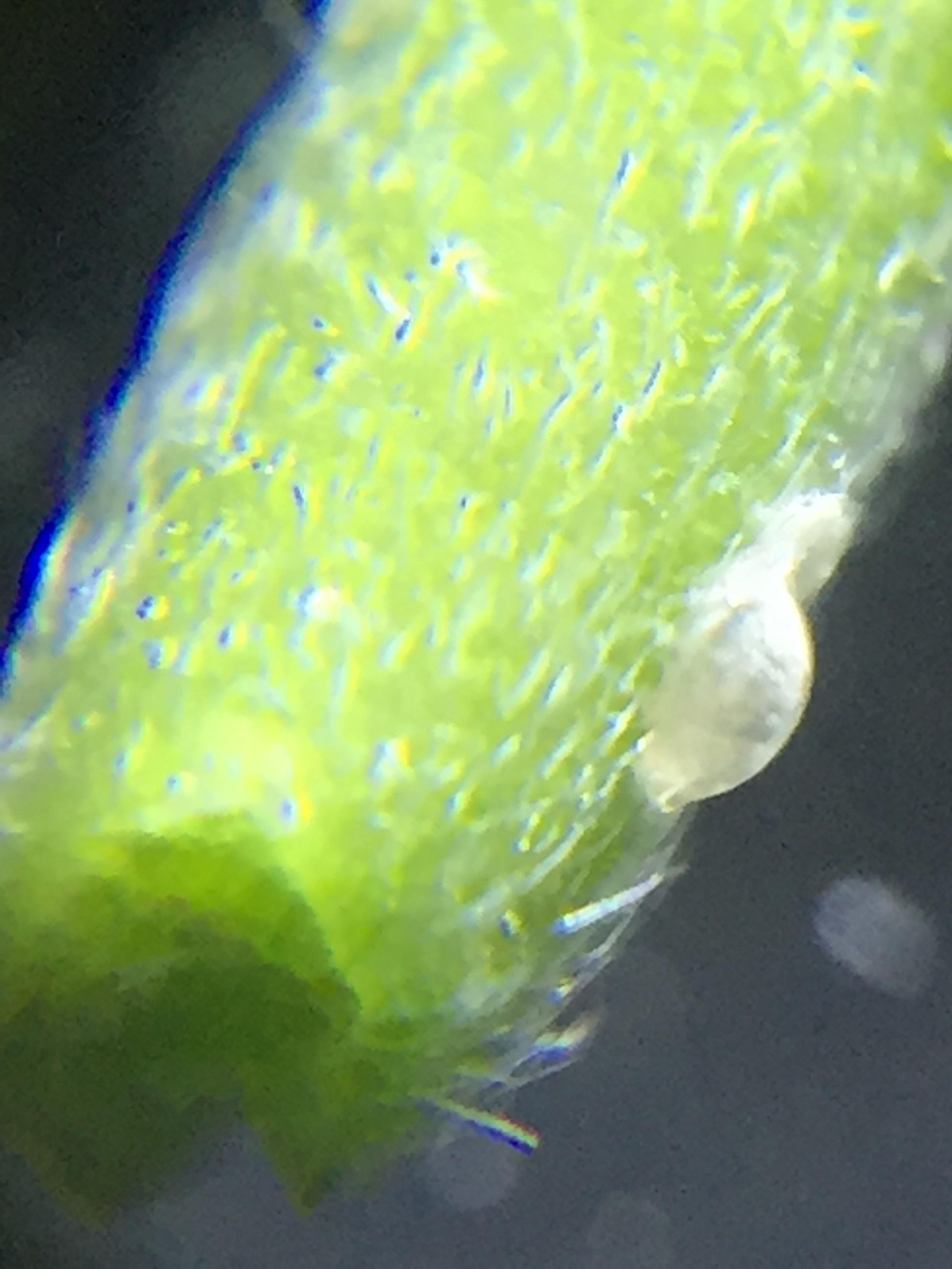 What is this???? Found a few little white bumps like this on my plants