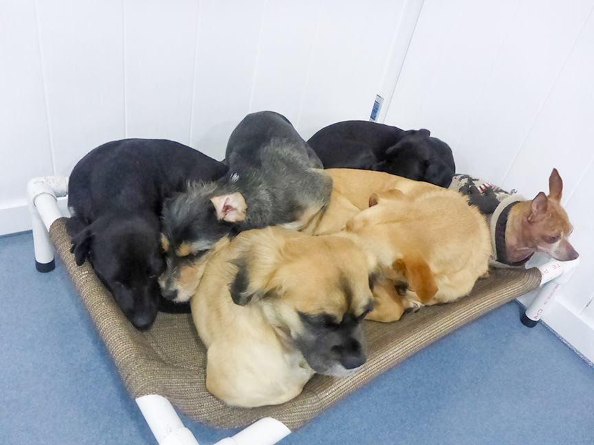 I Sent My Dog To 'Burn Off Energy' At Dog Daycare... Then They Sent Me This Picture r/dogpictures