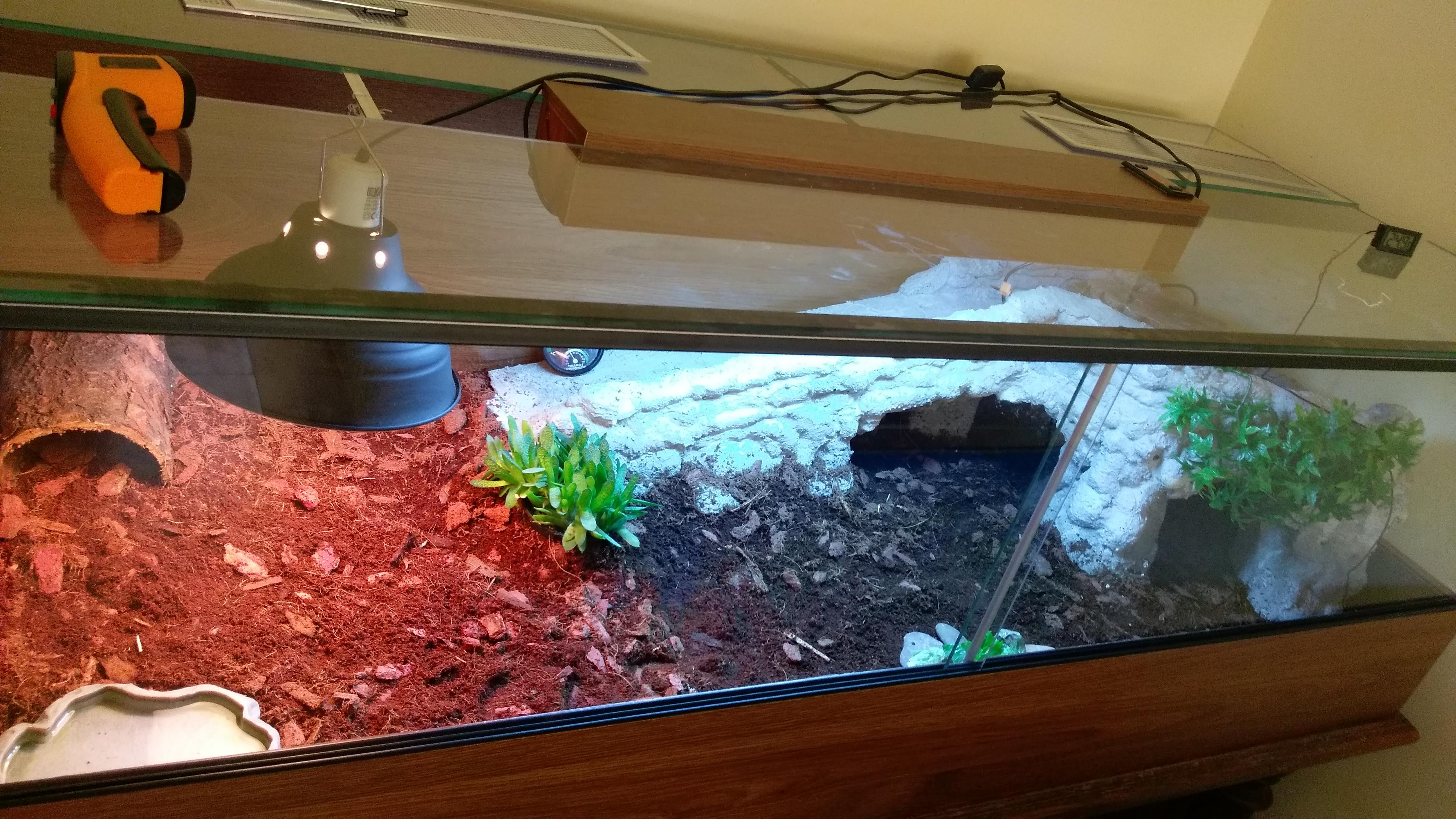 Hi, we just set up an indoor enclosure for Russian tortoise. Any advice