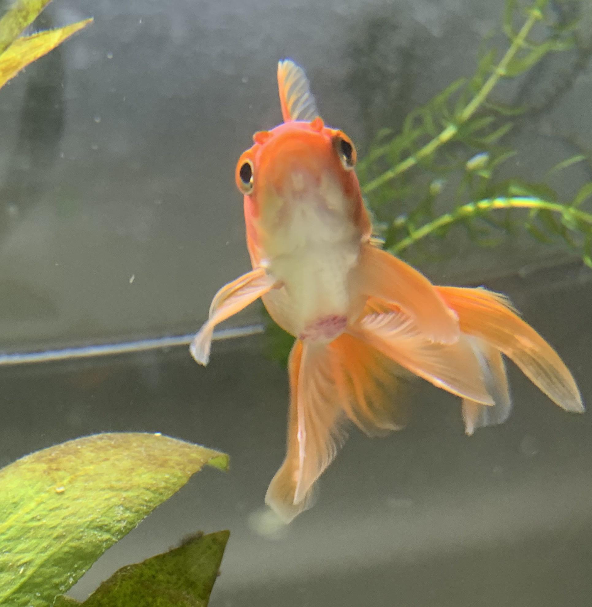 Why is his belly red? I’m new to goldfish but is this normal? I’m a little concerned. I just got