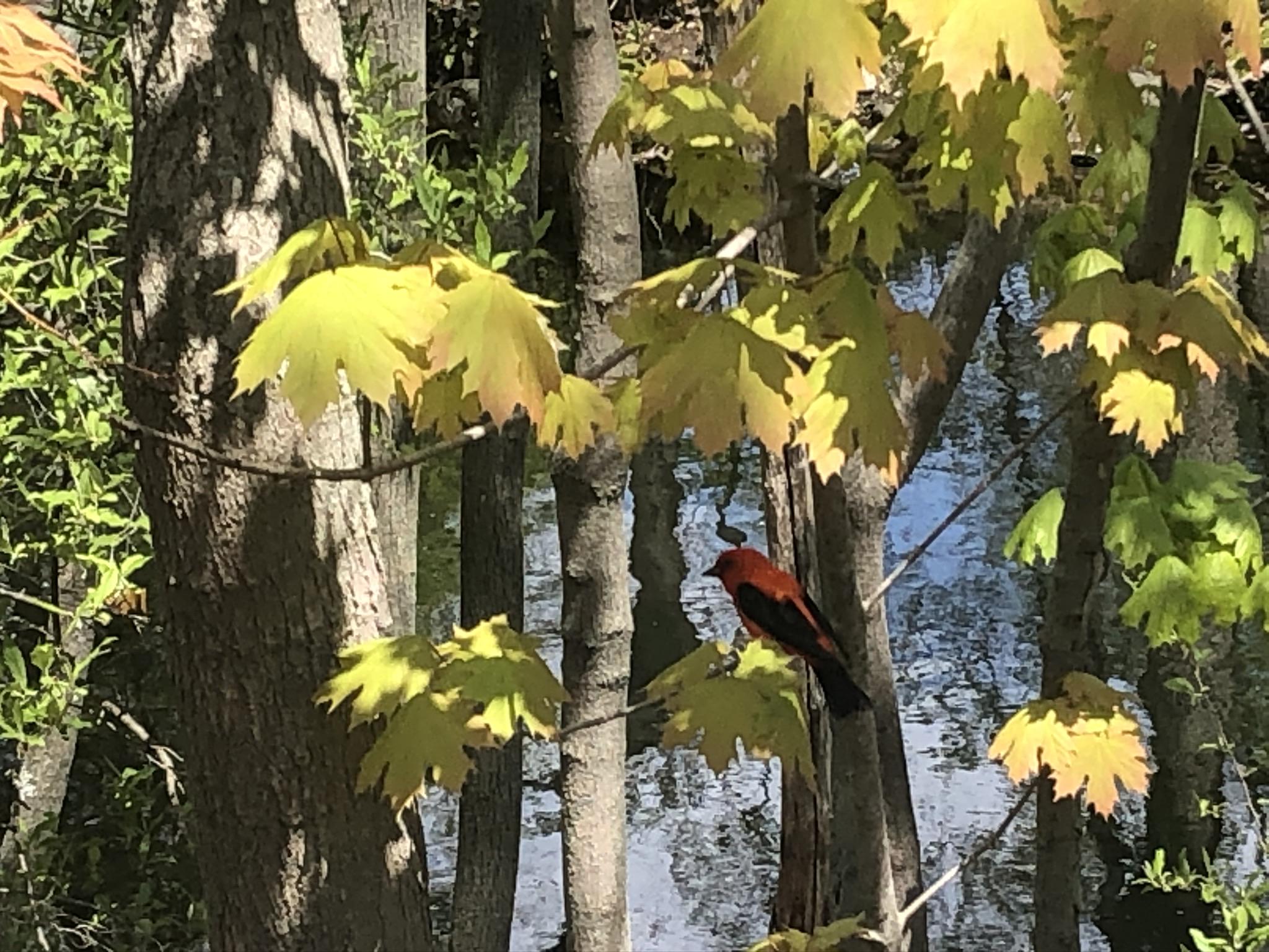 Scarlet Tanager in Milford on Mother’s Day r/Connecticut