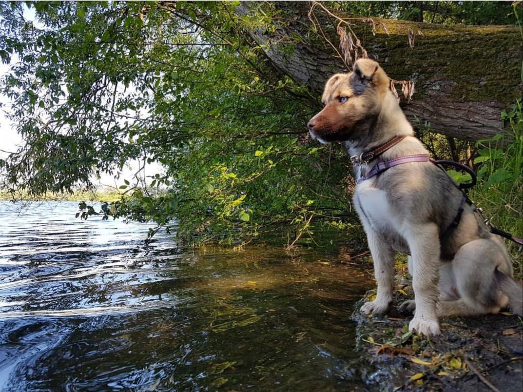 One of my favourite pictures of my dog Willow doing an observe. r