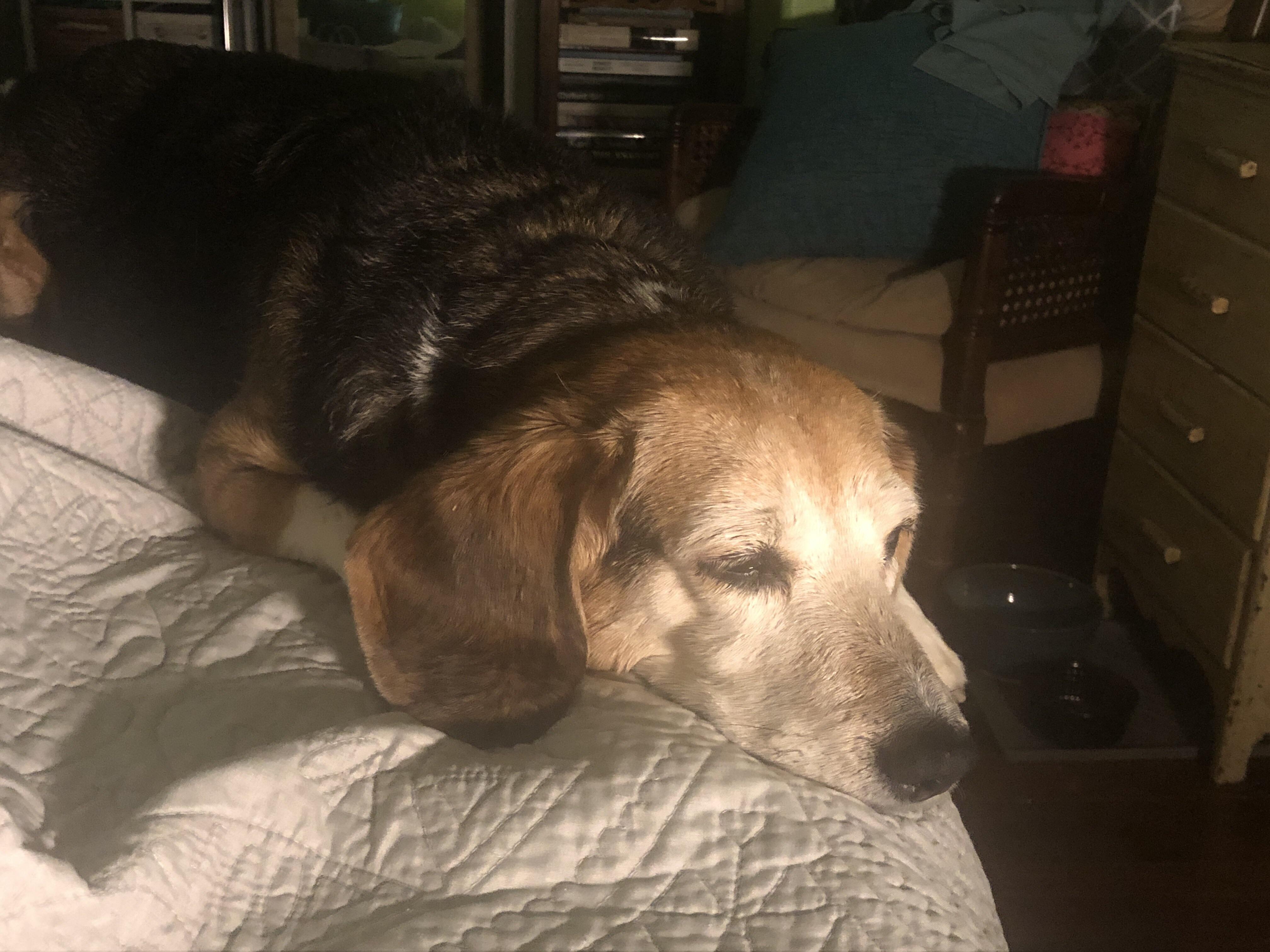 I know it’s bedtime but also someone JUST used the litter box. r/beagle