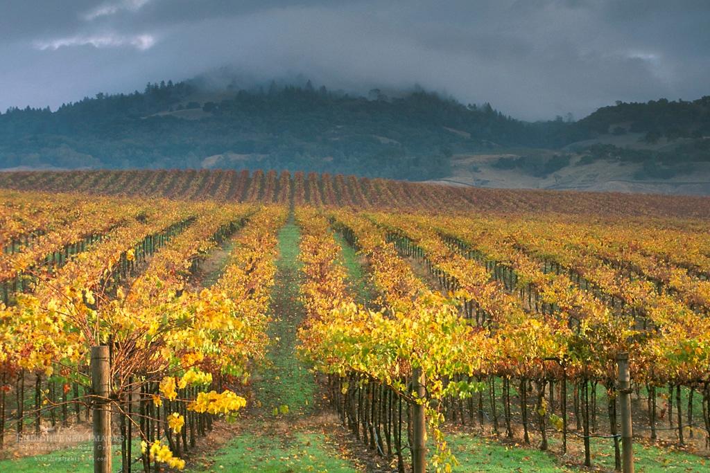 ITAP of a vineyard in fall in the Alexander Valley, Sonoma County, CA. adrian josé velasquez