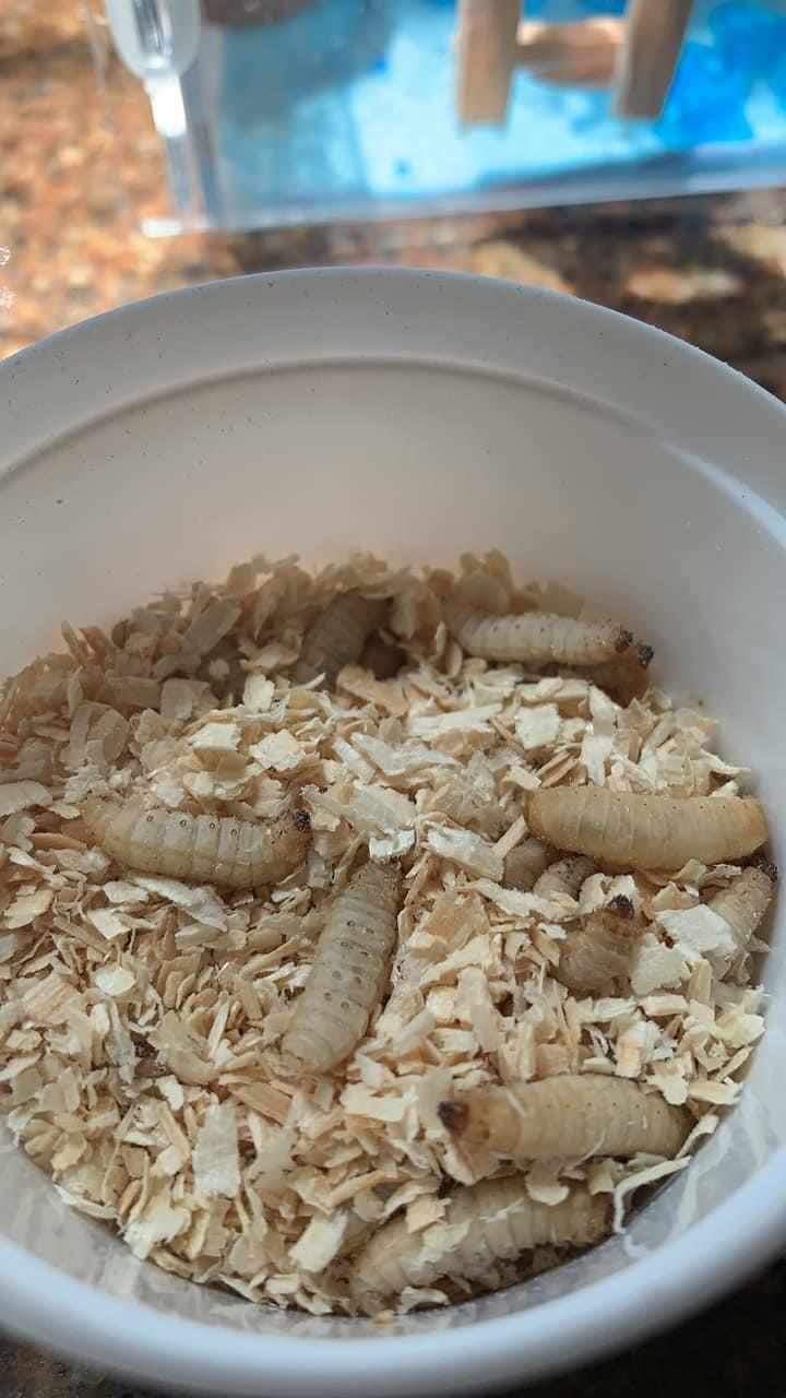 Shoot, I think I killed my spider’s new favorite food 😬 I put my wax