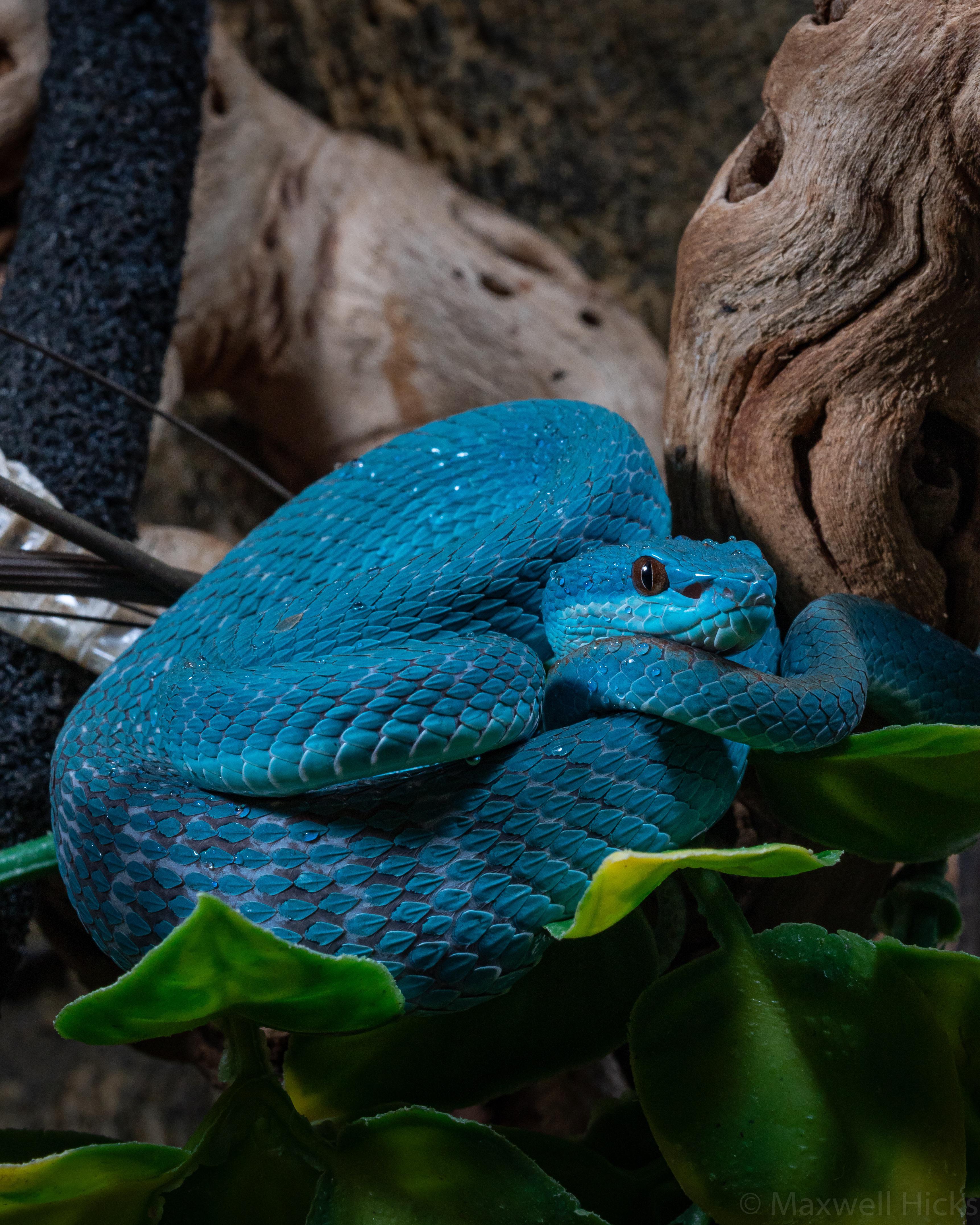 My Blue Insularis after a fresh shed r/reptiles