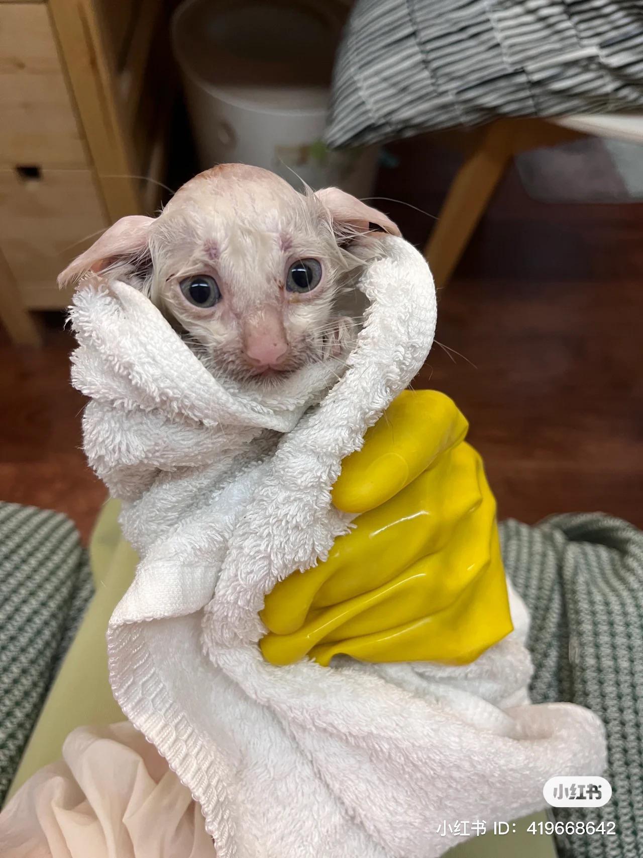 A kitten that’s looks just like Dobby from Harry Potter. cats