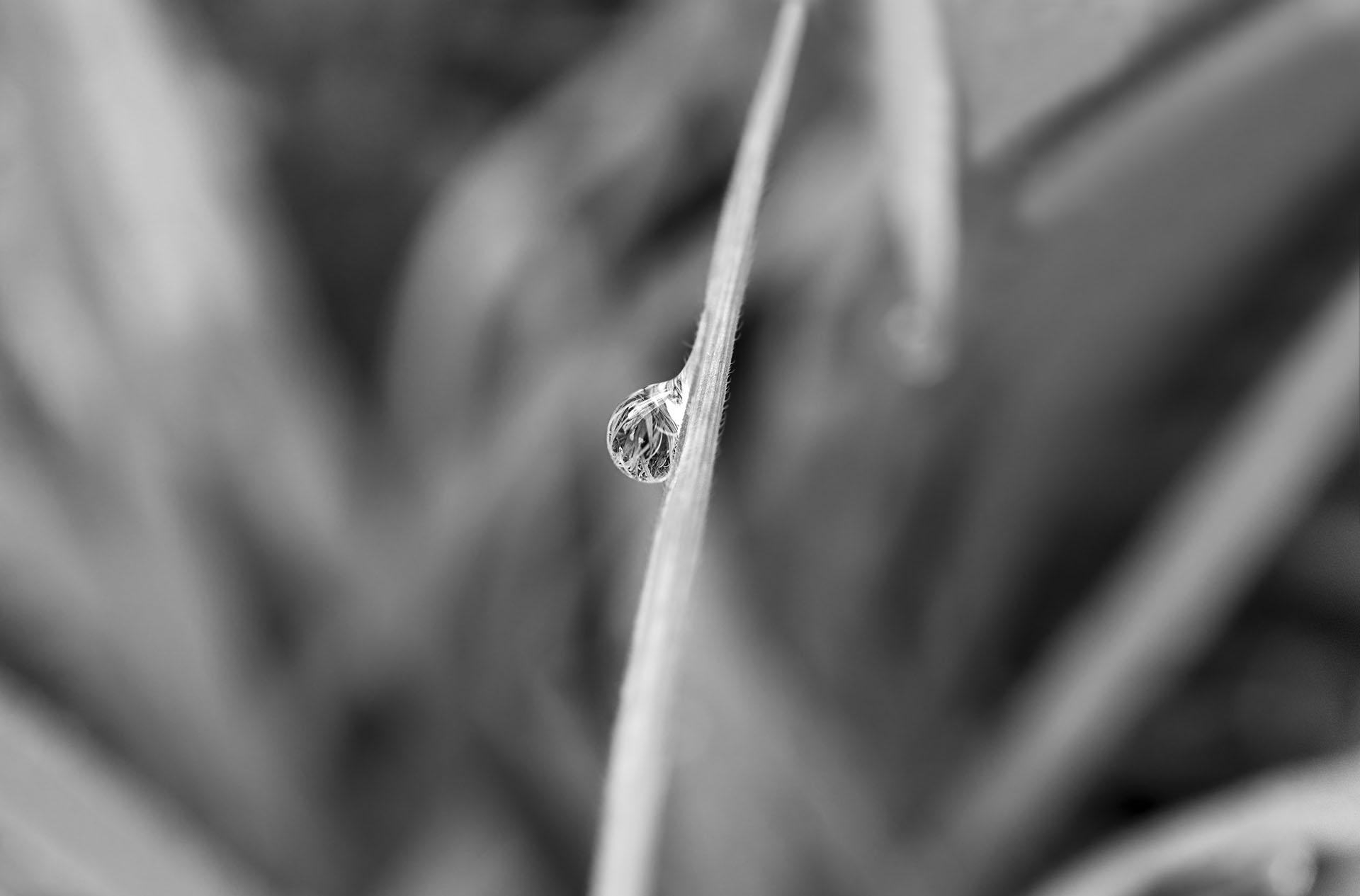 On a Blade of Grass r/pics