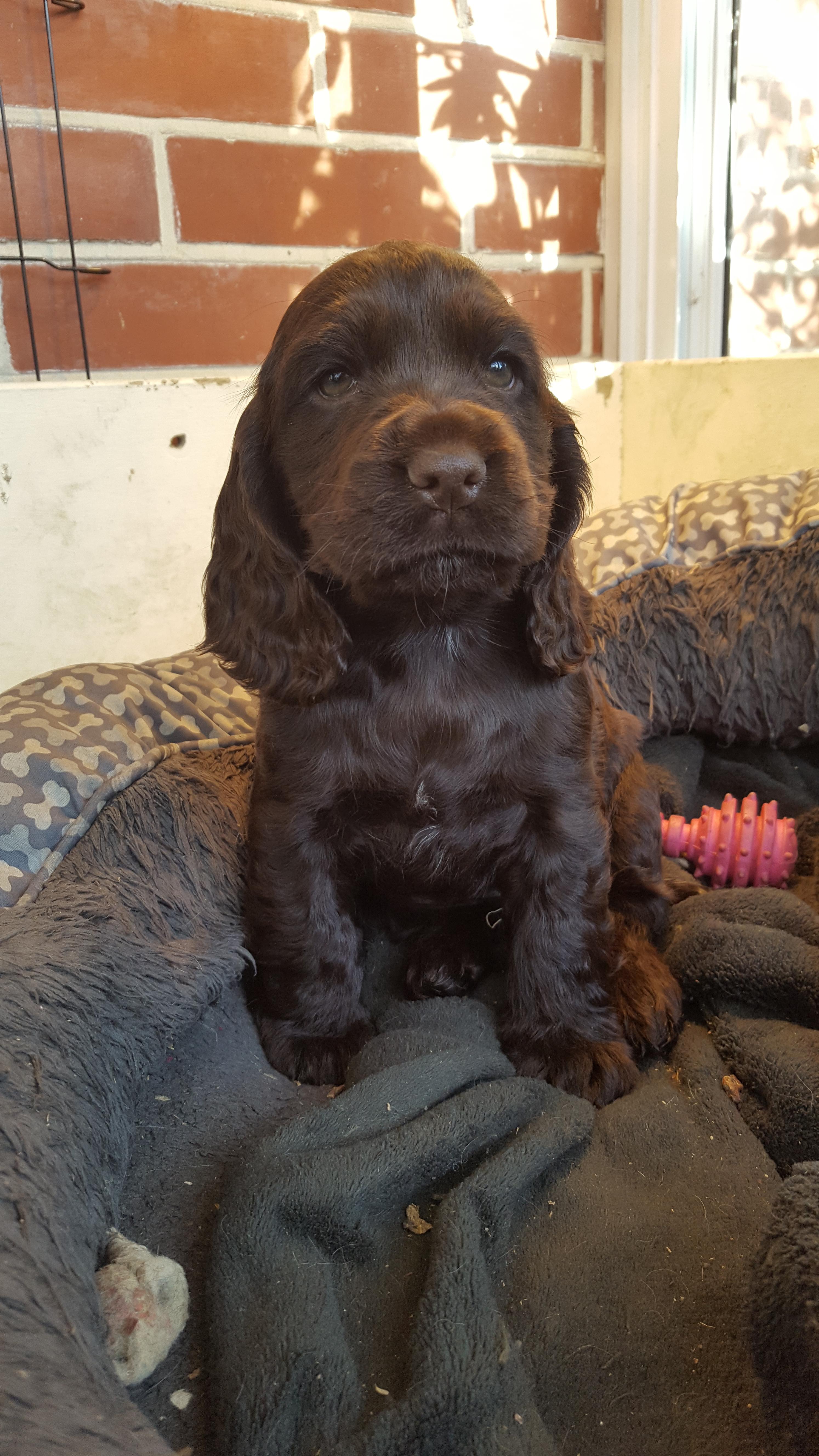 zigzagZoey... Our chocolate English cocker at 8 weeks with her breeder