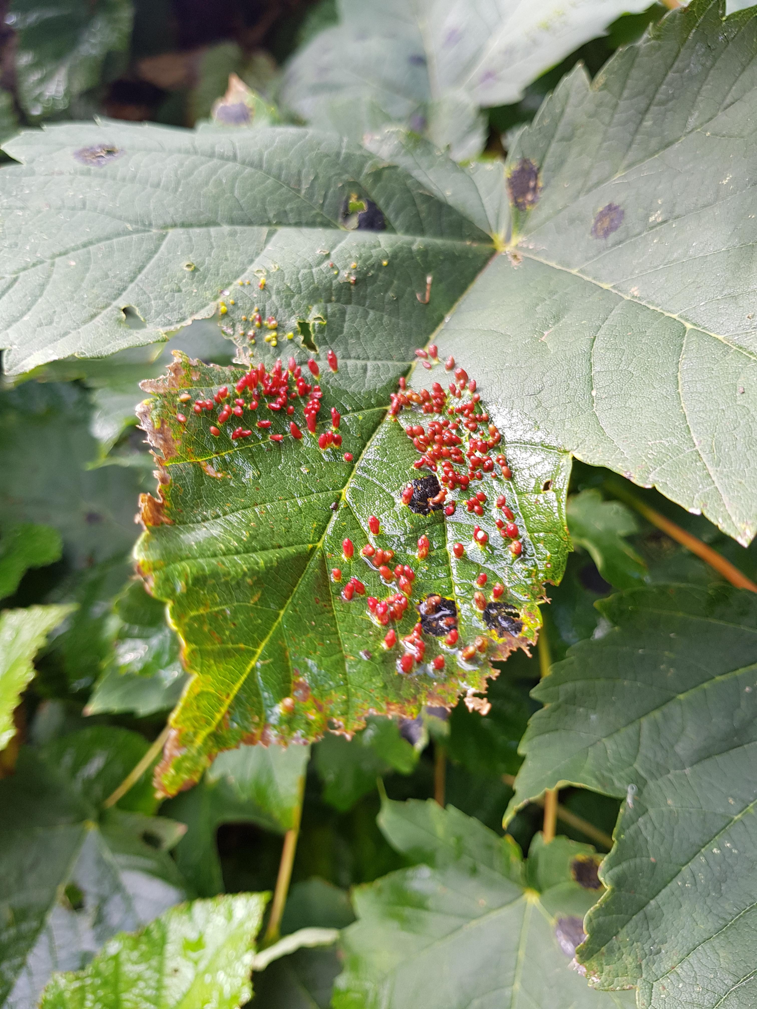 What are these fungi/eggs growing on my berry plant leaves? mycology