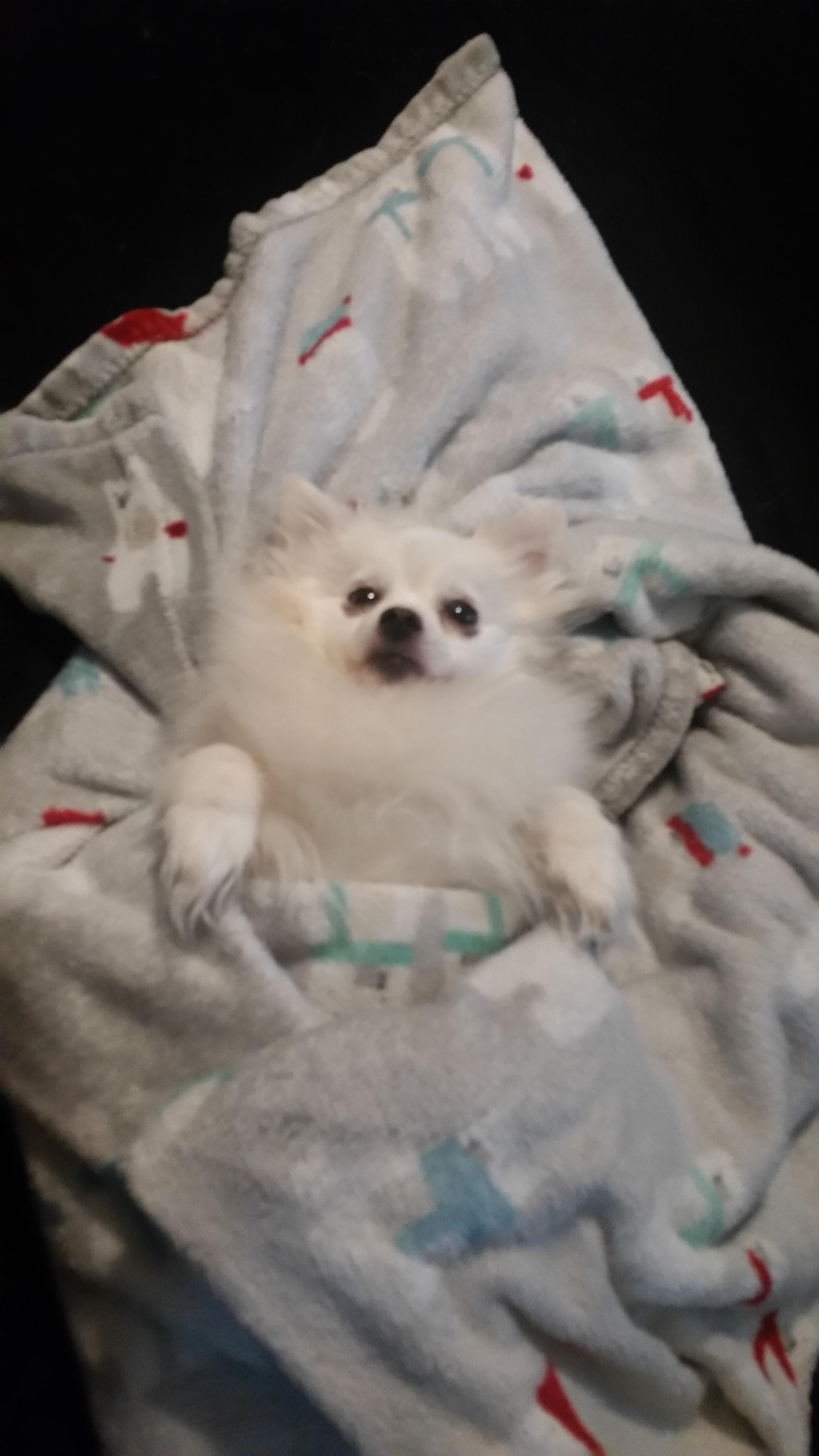 Swaddled my girlfriend's dog r/TuckedInPuppies