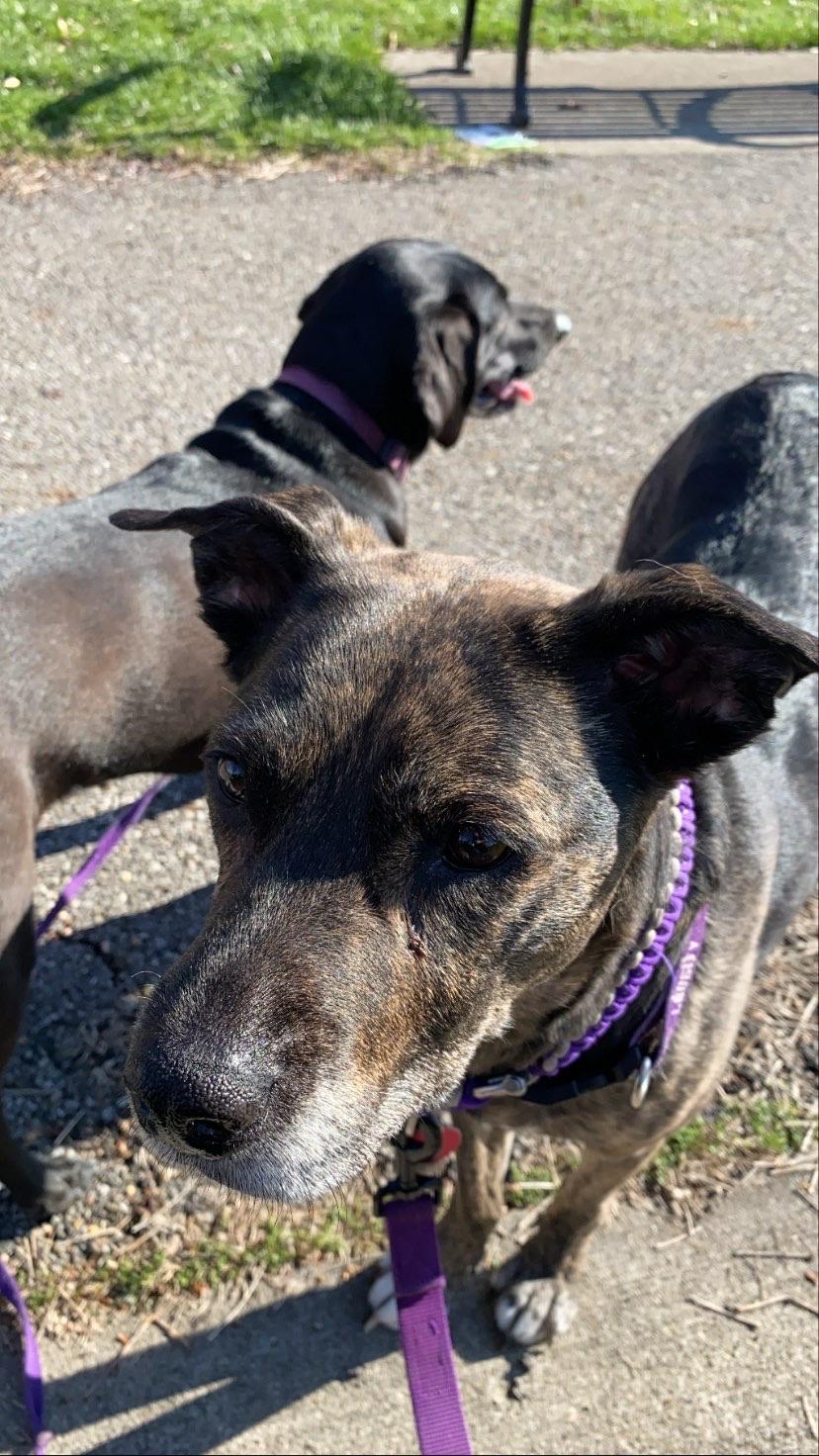 My kale girl is very sick. If you have ideas of how to raise money