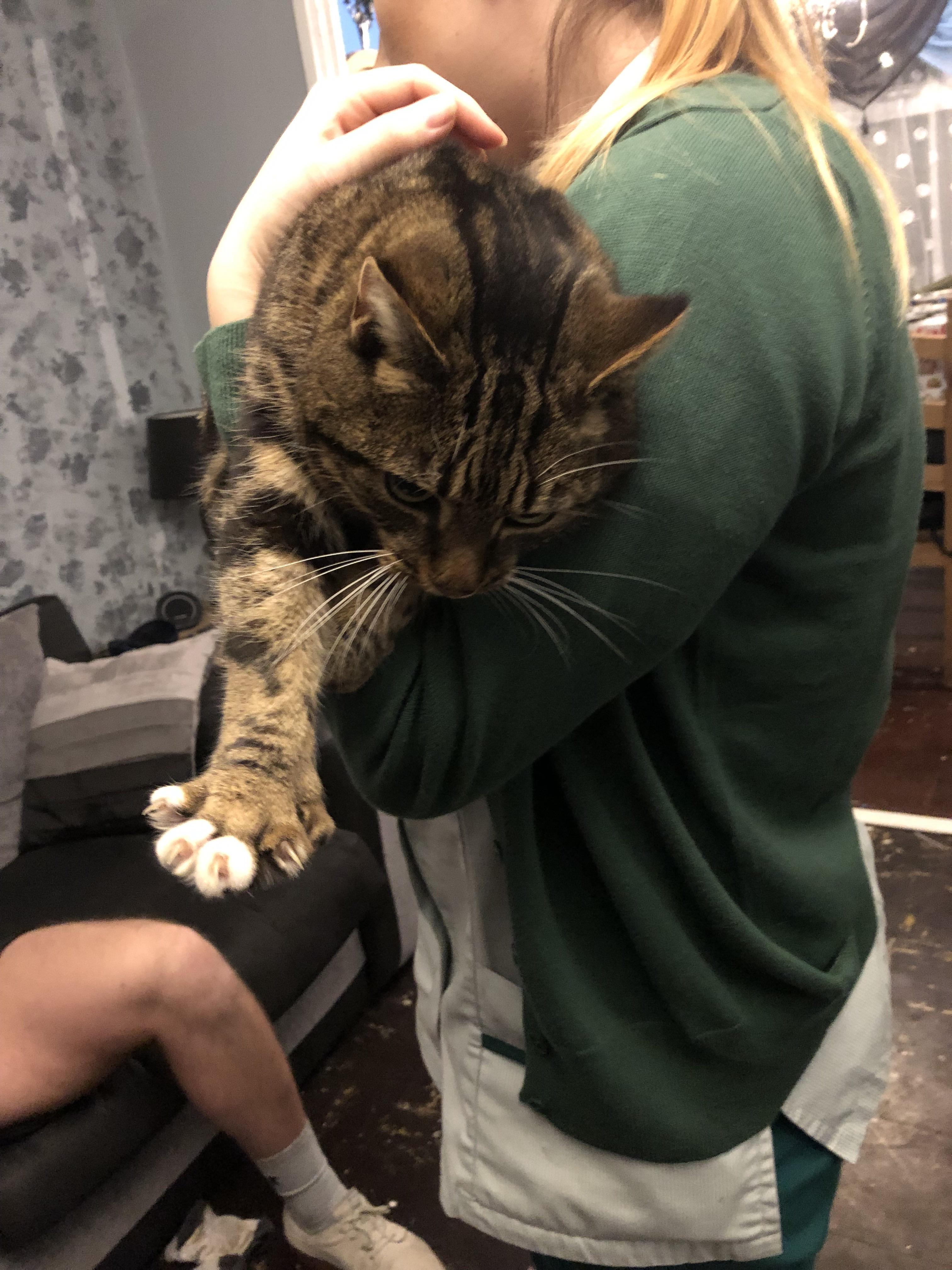 A Polydactyl cat nudged it’s way through my door and made itself at