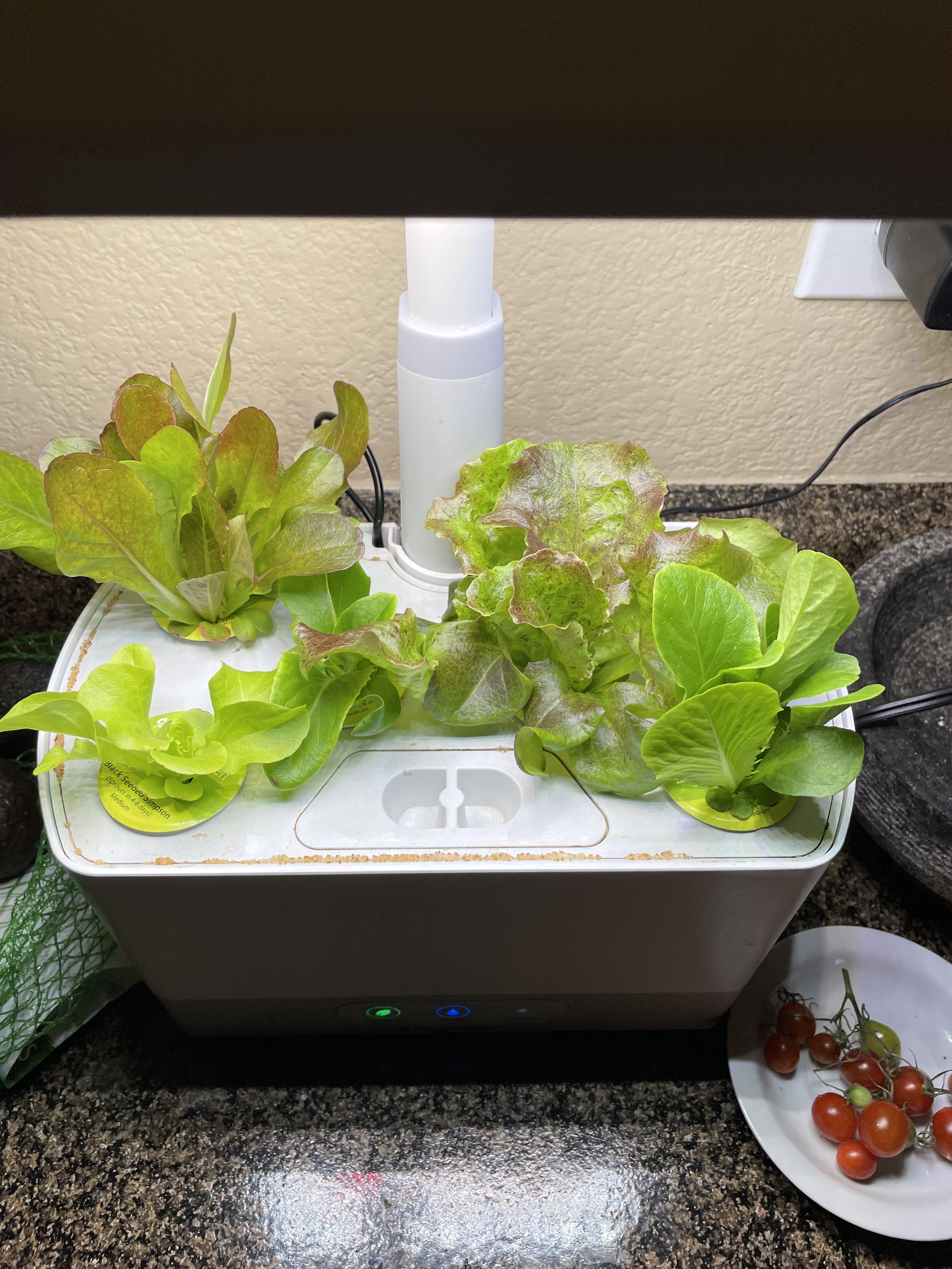 First time growing lettuce and I’m a fan aerogarden