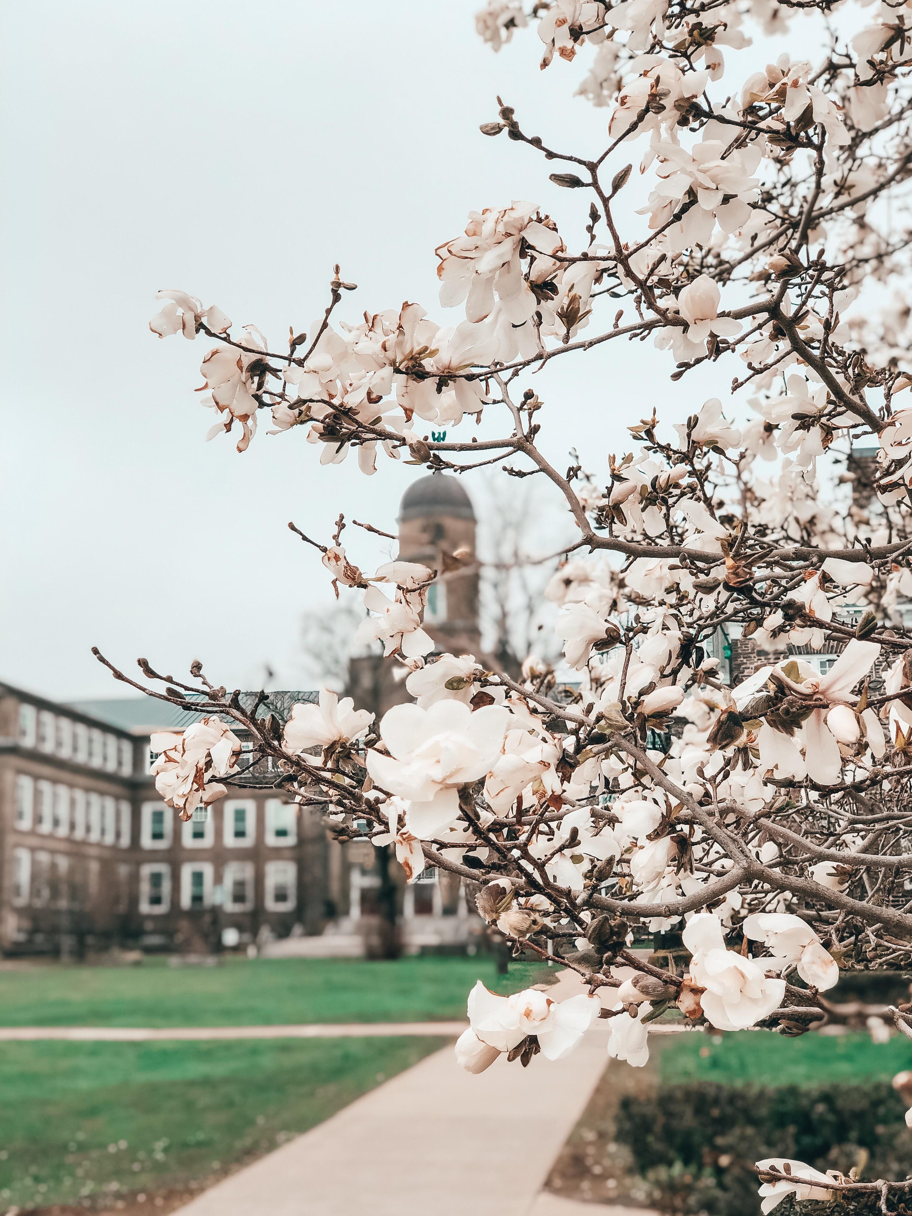 Spring Blooms at Dalhousie halifax