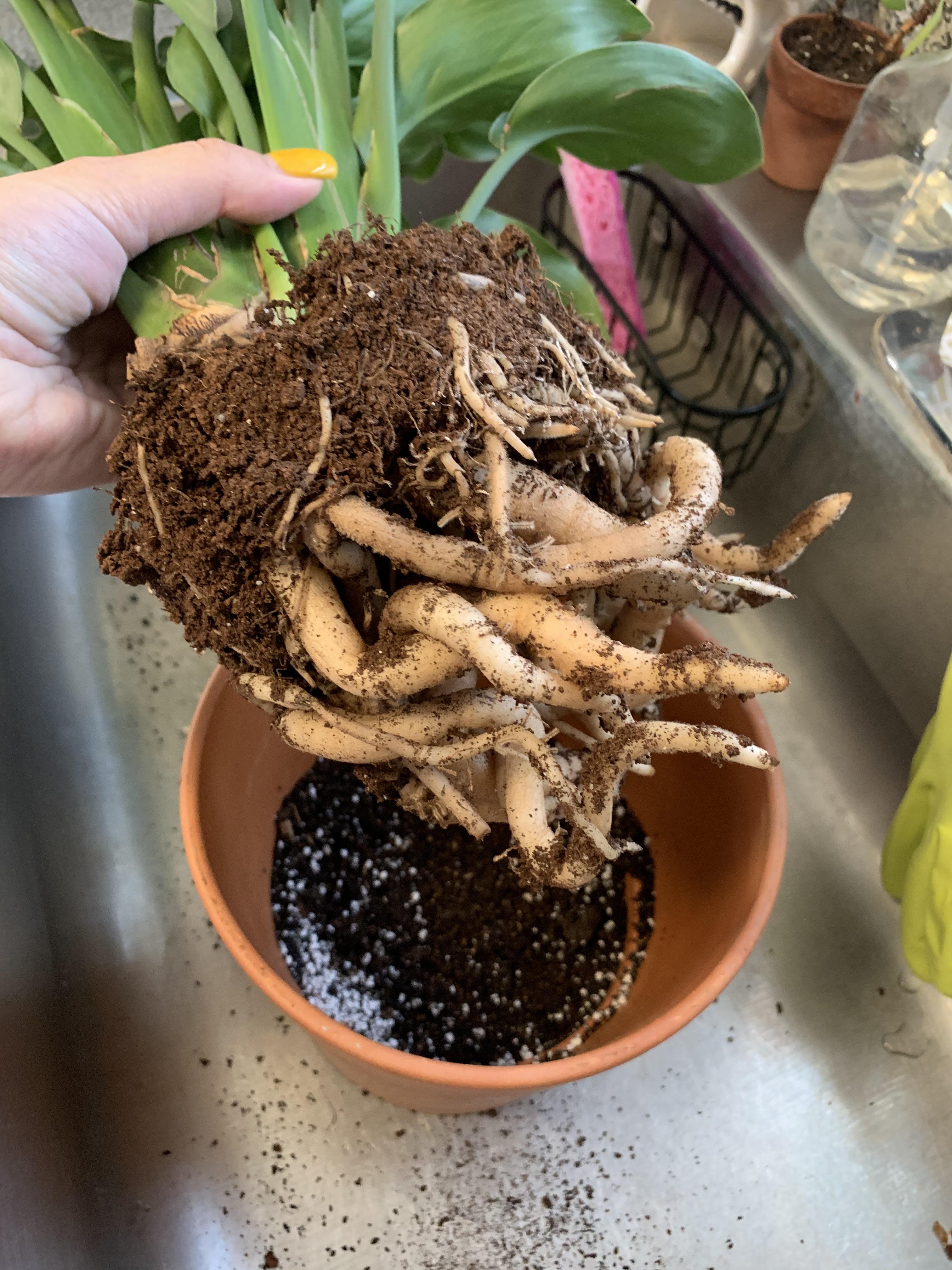 My bird of paradise plant was looking a little lopsided this morning