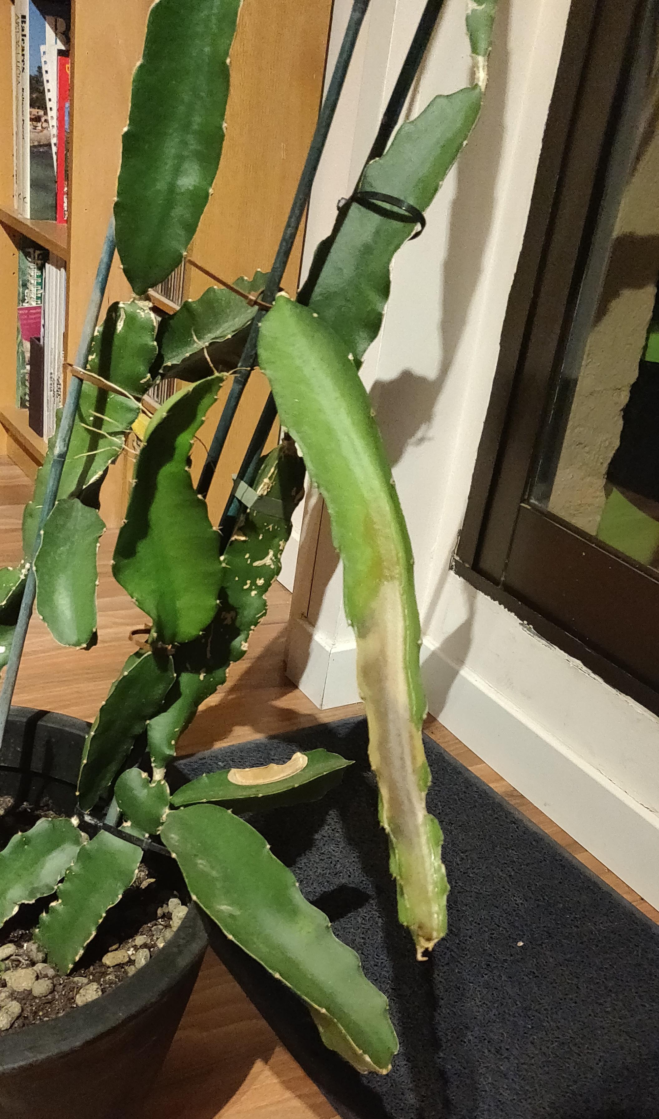 My dragon fruit plant leaves are turning soft and brown ( r/cactus