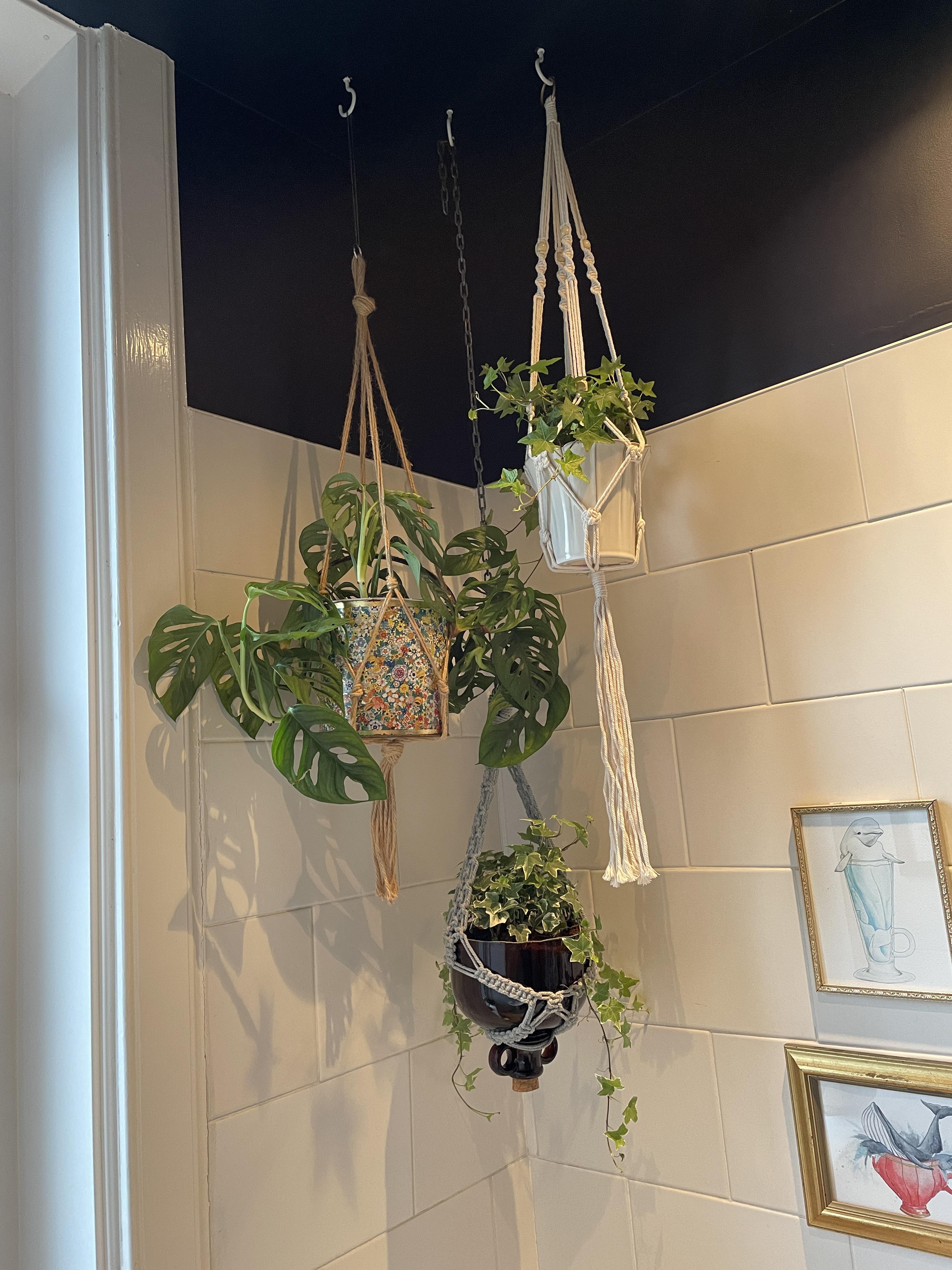 New bathroom residents to help fight mold! r/houseplants