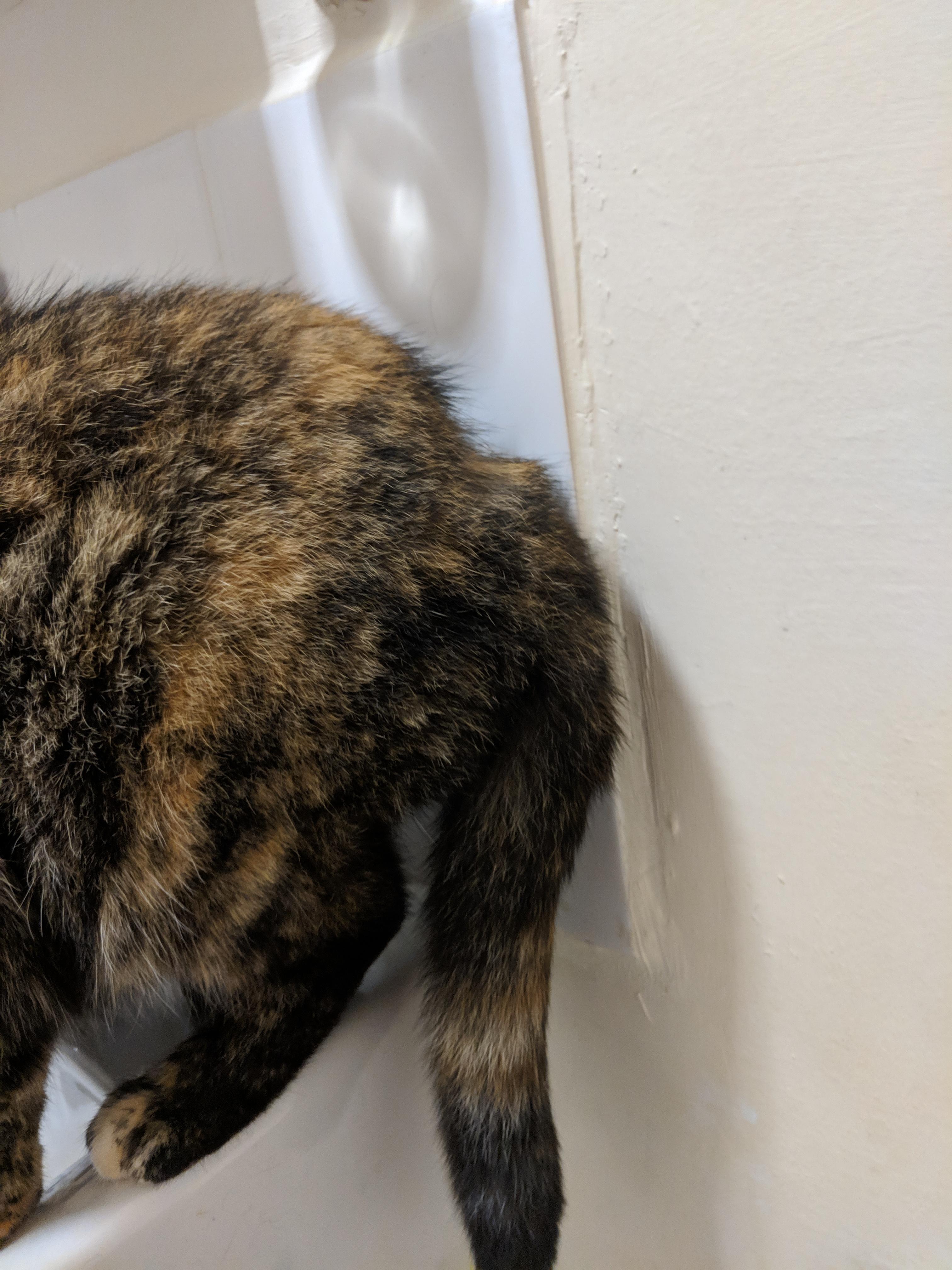 My cat's hair is missing a chunk r/mildlyinteresting