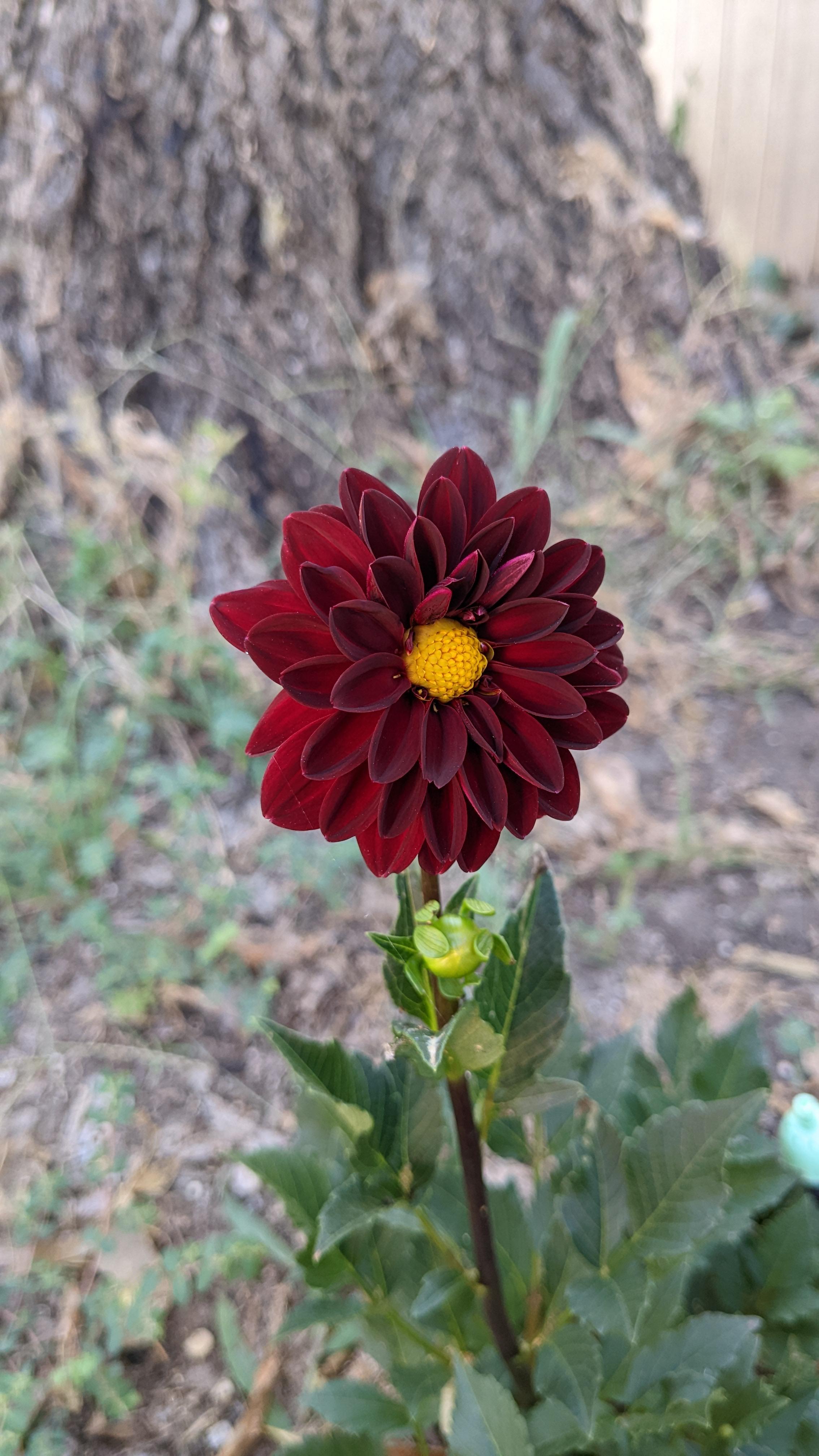 My first dahlia ever! Didn't think it'd make it through the drought r
