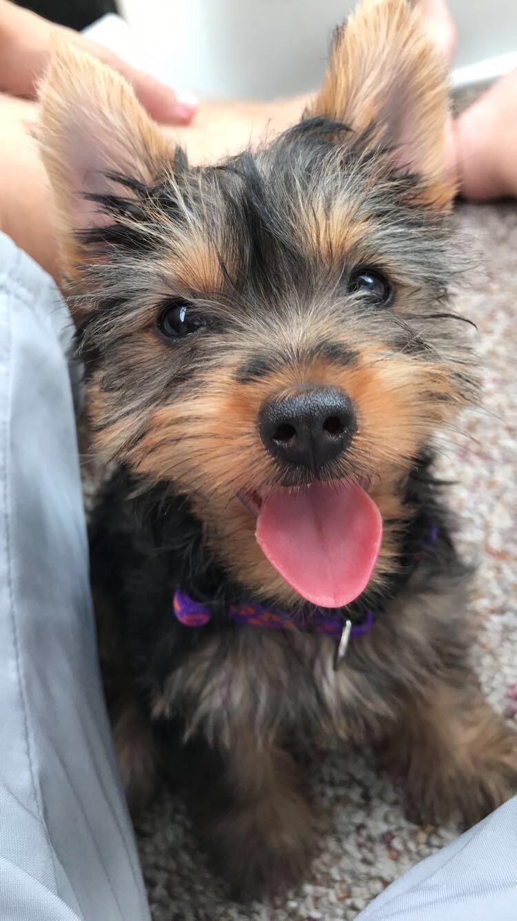 Only 9 weeks old and already loving life! r/Yorkies