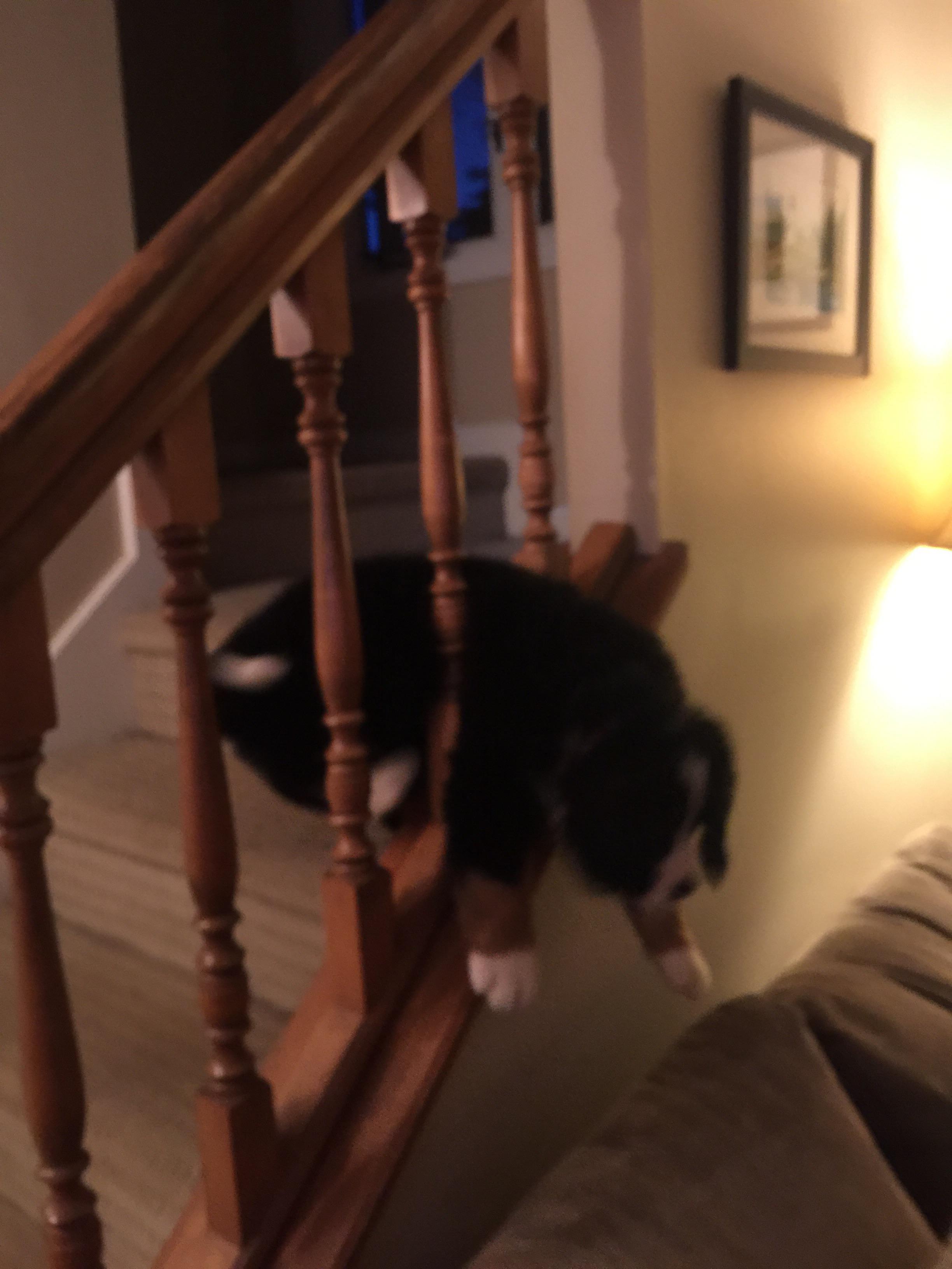 She got stuck on the stairs railing as a pup r/WhatsWrongWithYourDog