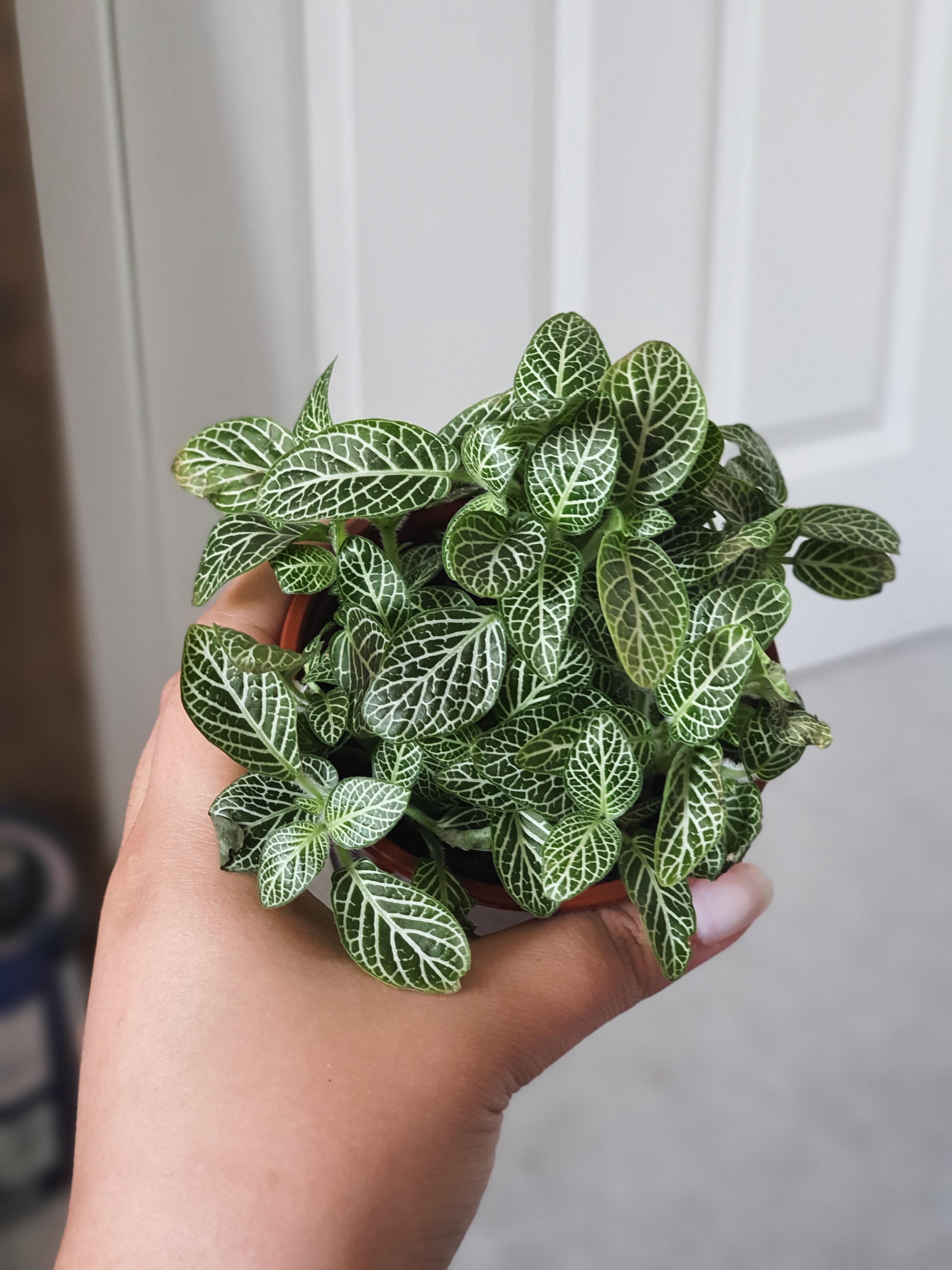 Unidentified reduced plant from wilko. No plant passport either. Any