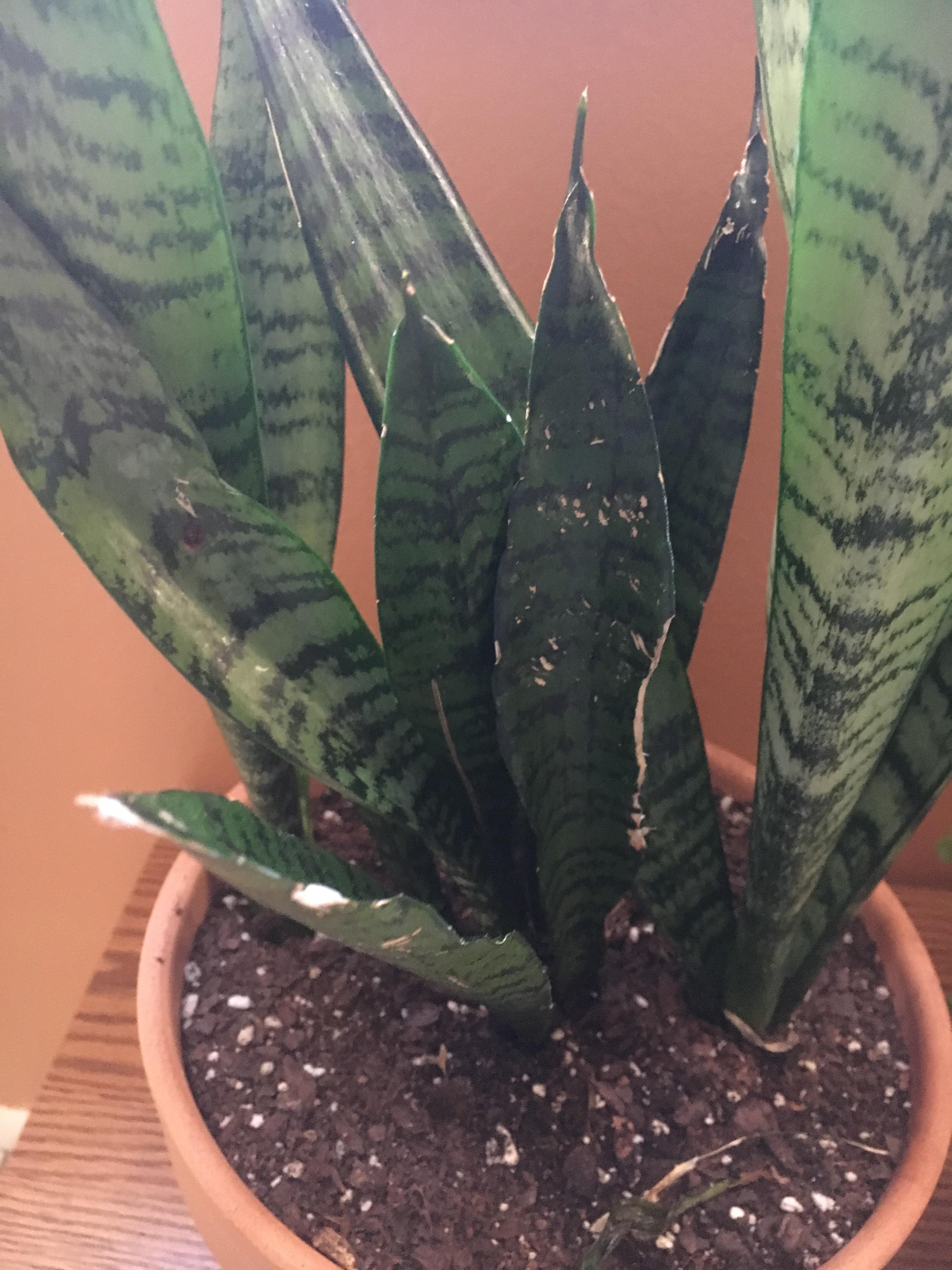Is something wrong with my snake plant? More info in comments! r