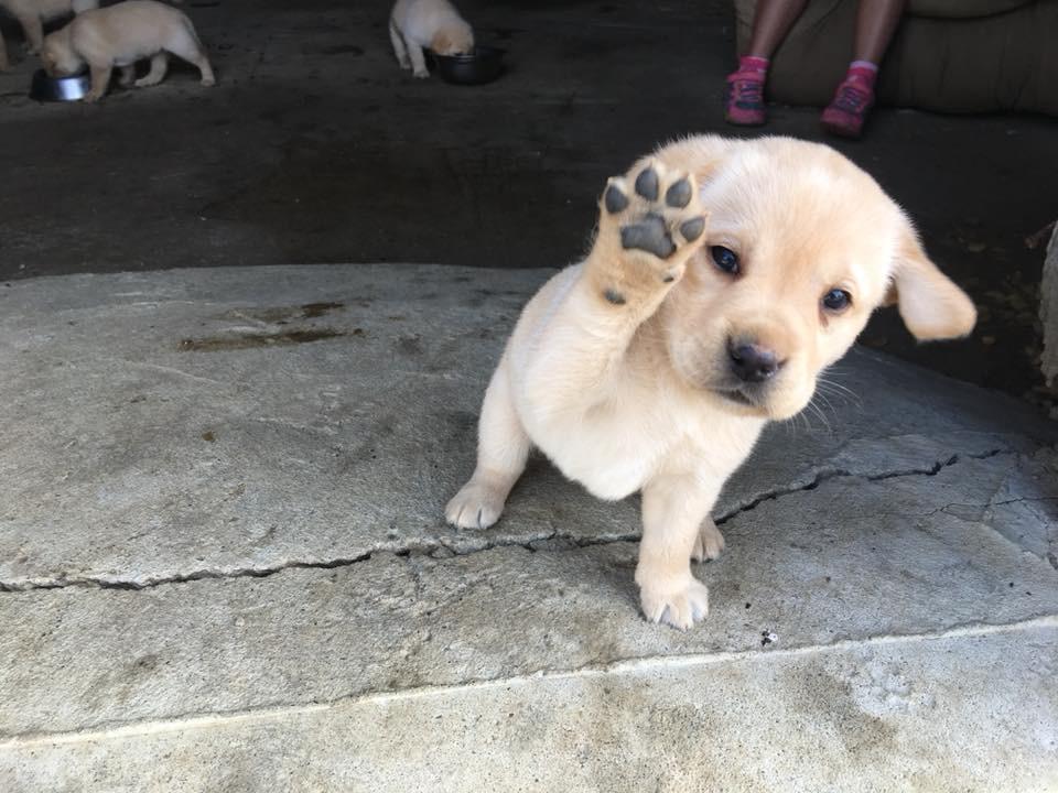 5 week old lab puppy saying hi! aww