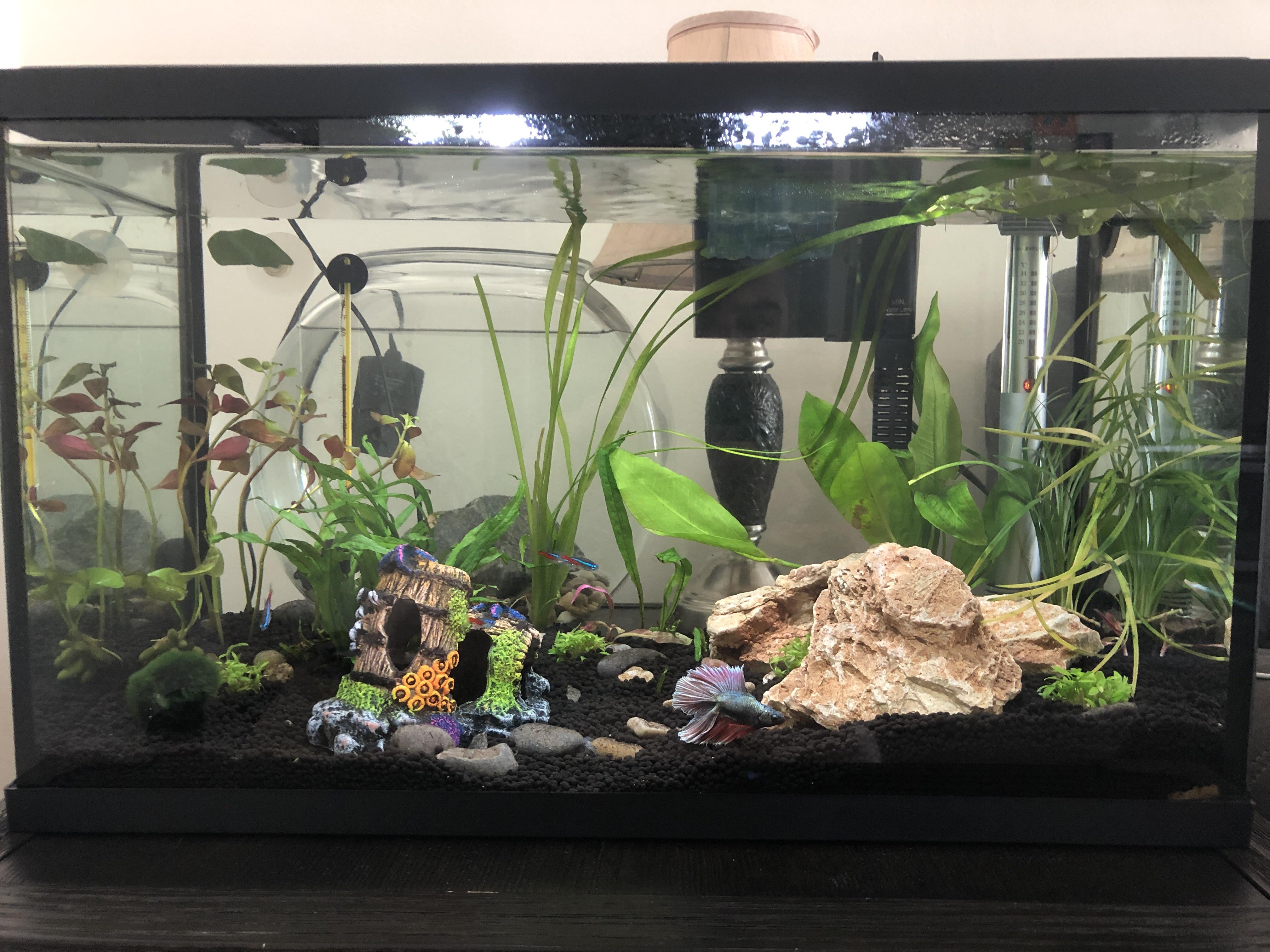 First 10 gallon planted tank for my betta , advice ) r