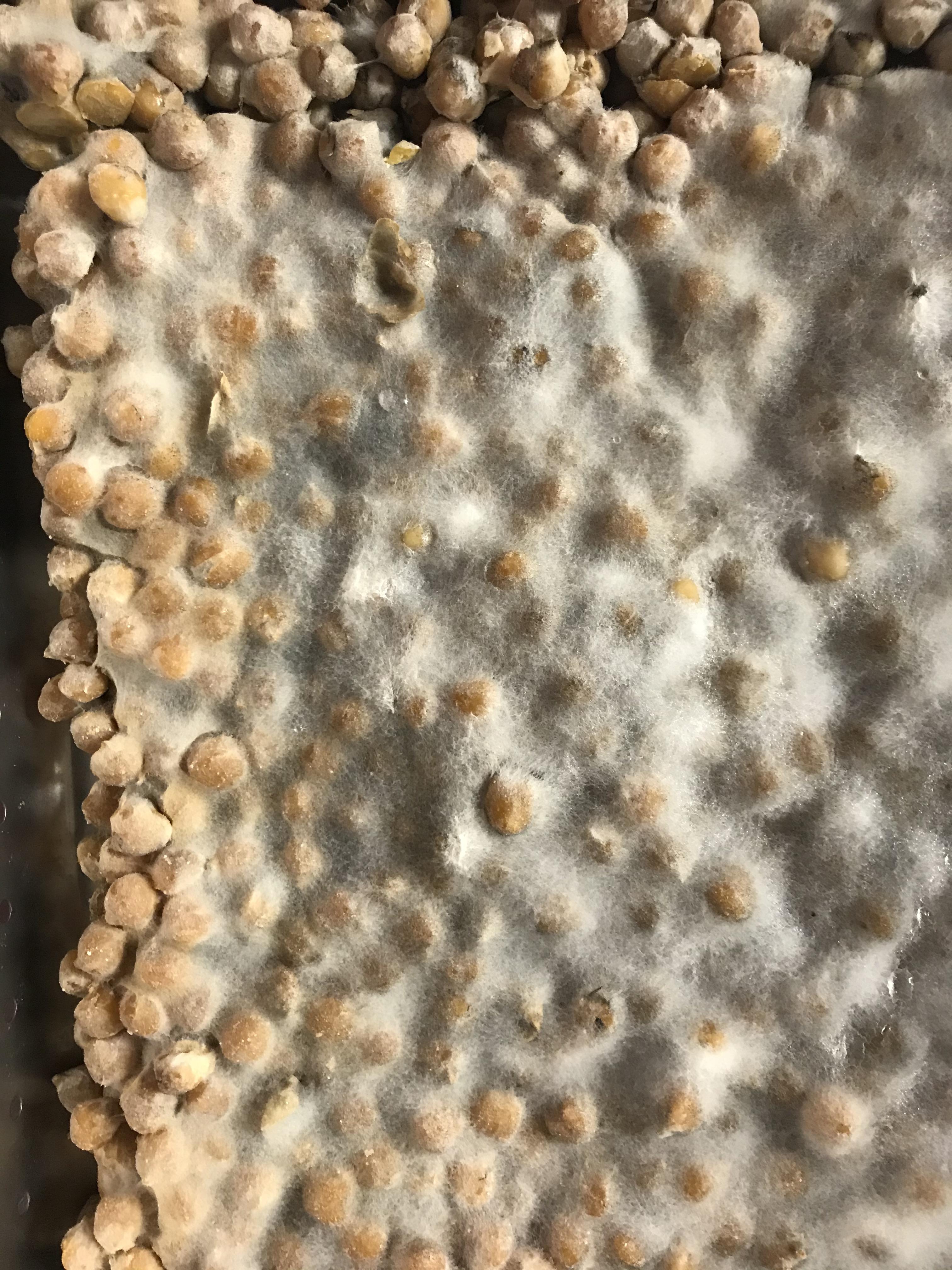 Is my tempeh safe? r/fermentation