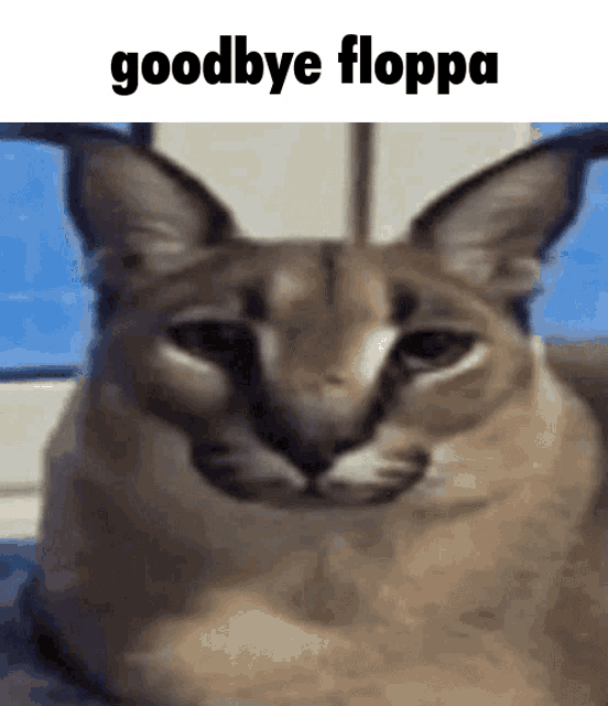 Floppa dissapear ( r/bigfloppa