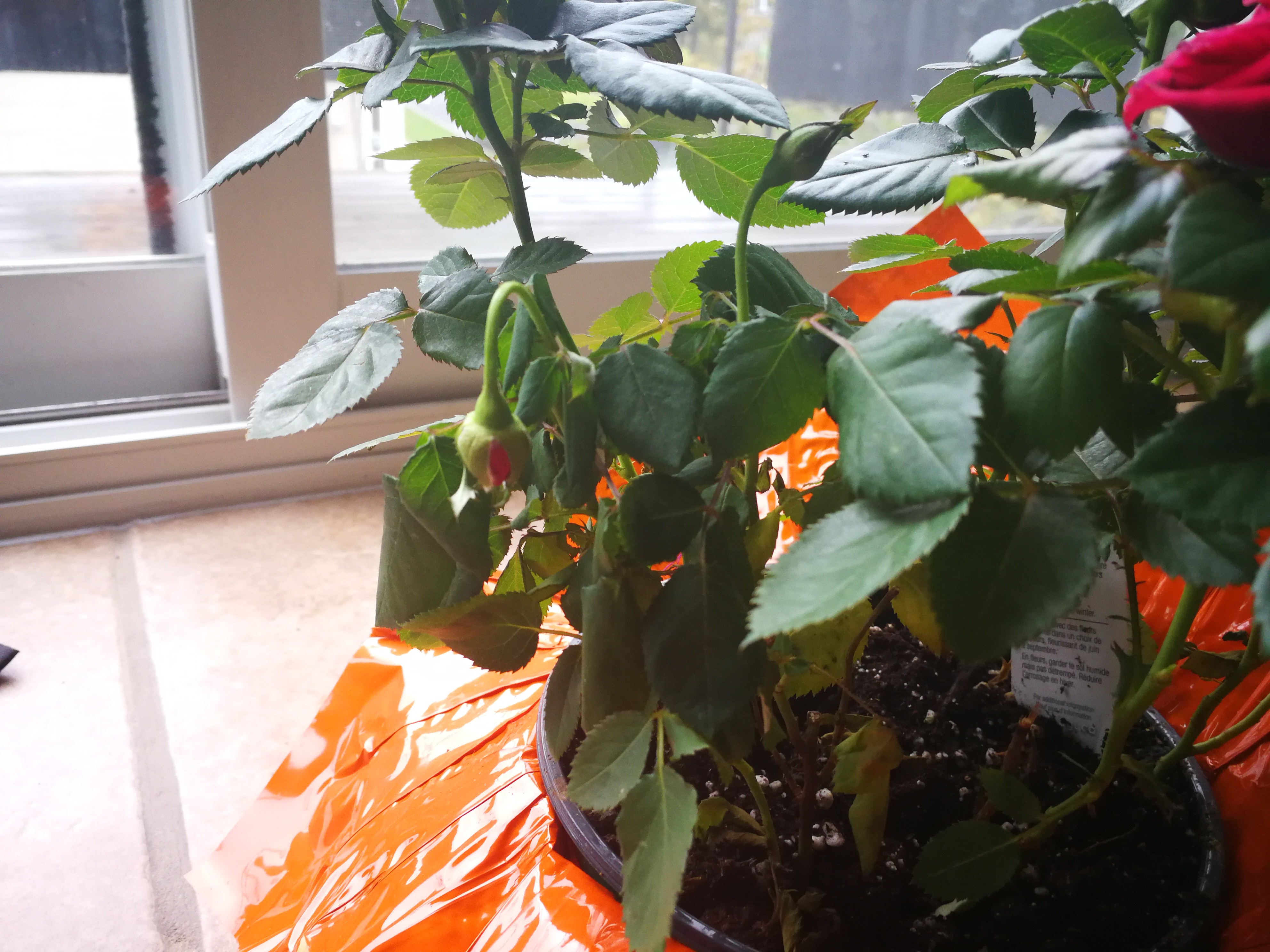 Why are my roses wilting?? Please help r/gardening